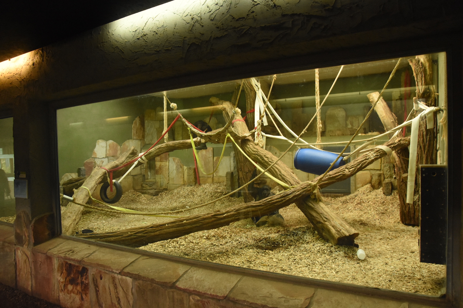 Chimpanzee indoor enclosure