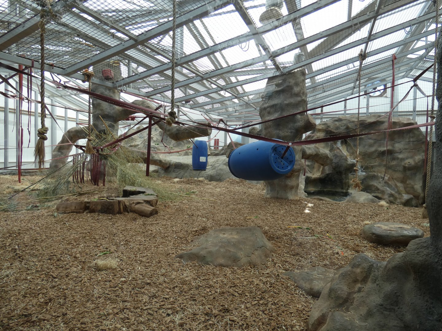 Chimpanzee indoor enclosure