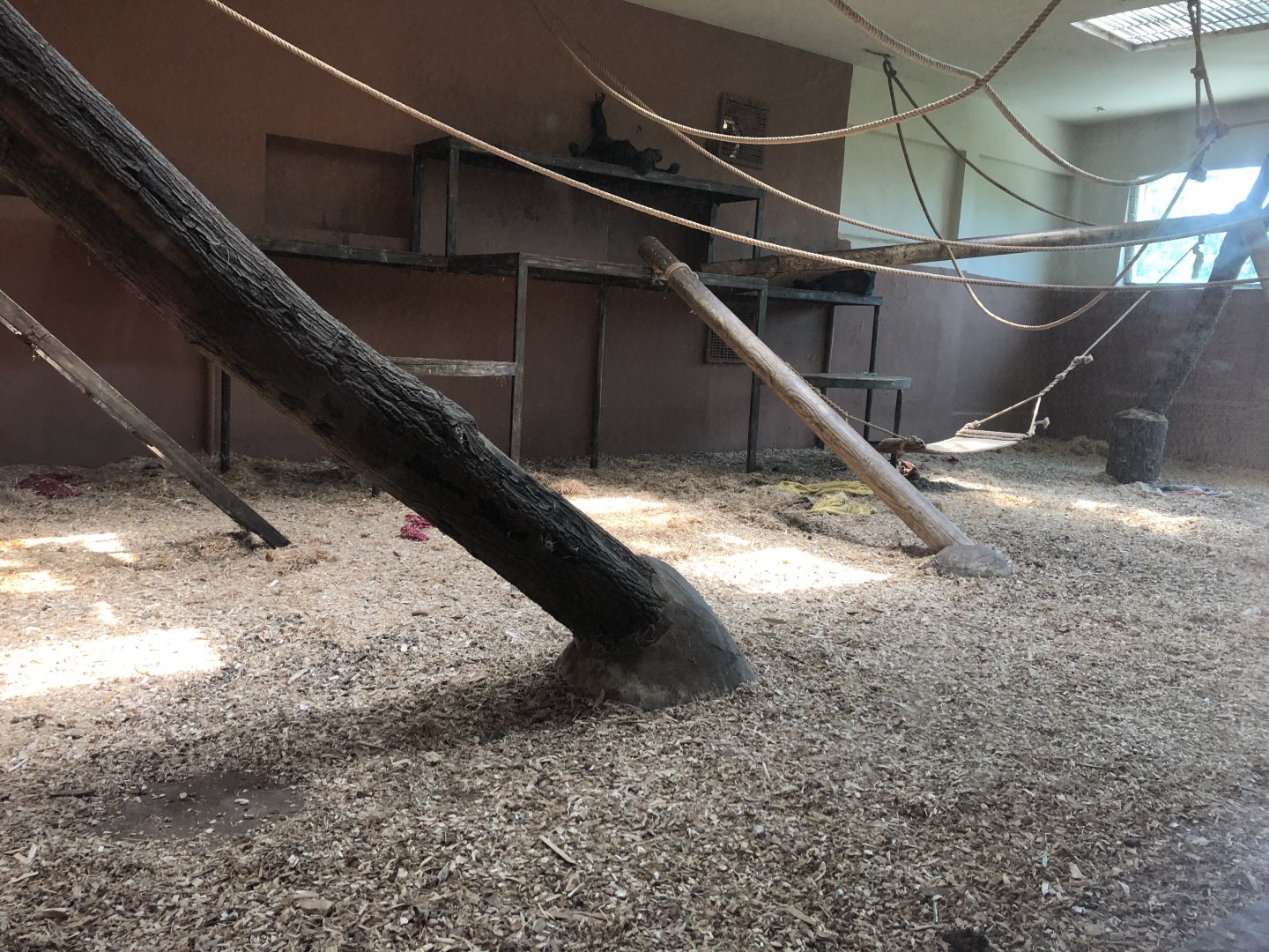 Chimpanzee indoor enclosure