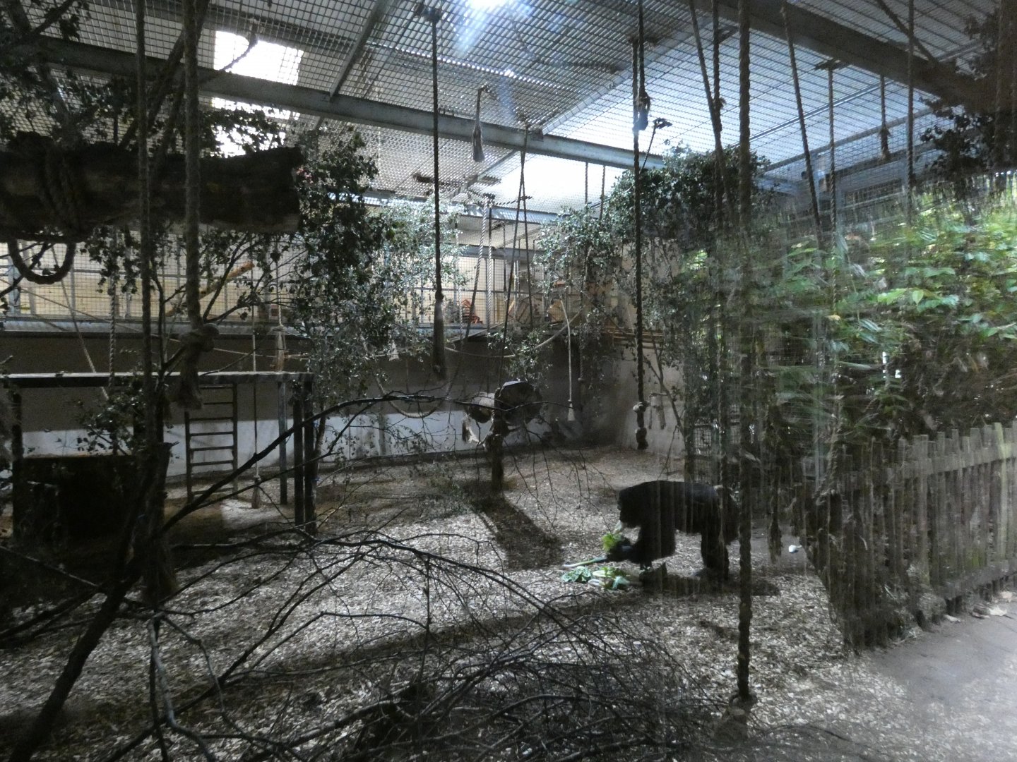 Chimpanzee indoor enclosure
