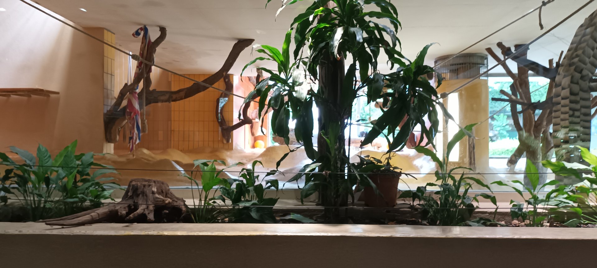 Chimpanzee Indoor Enclosure