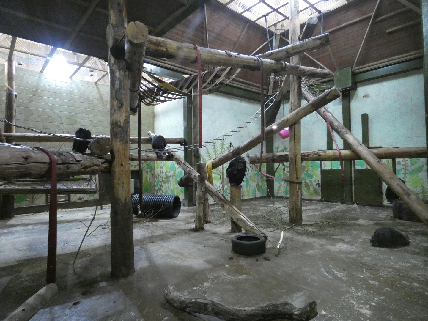 Chimpanzee indoor enclosure