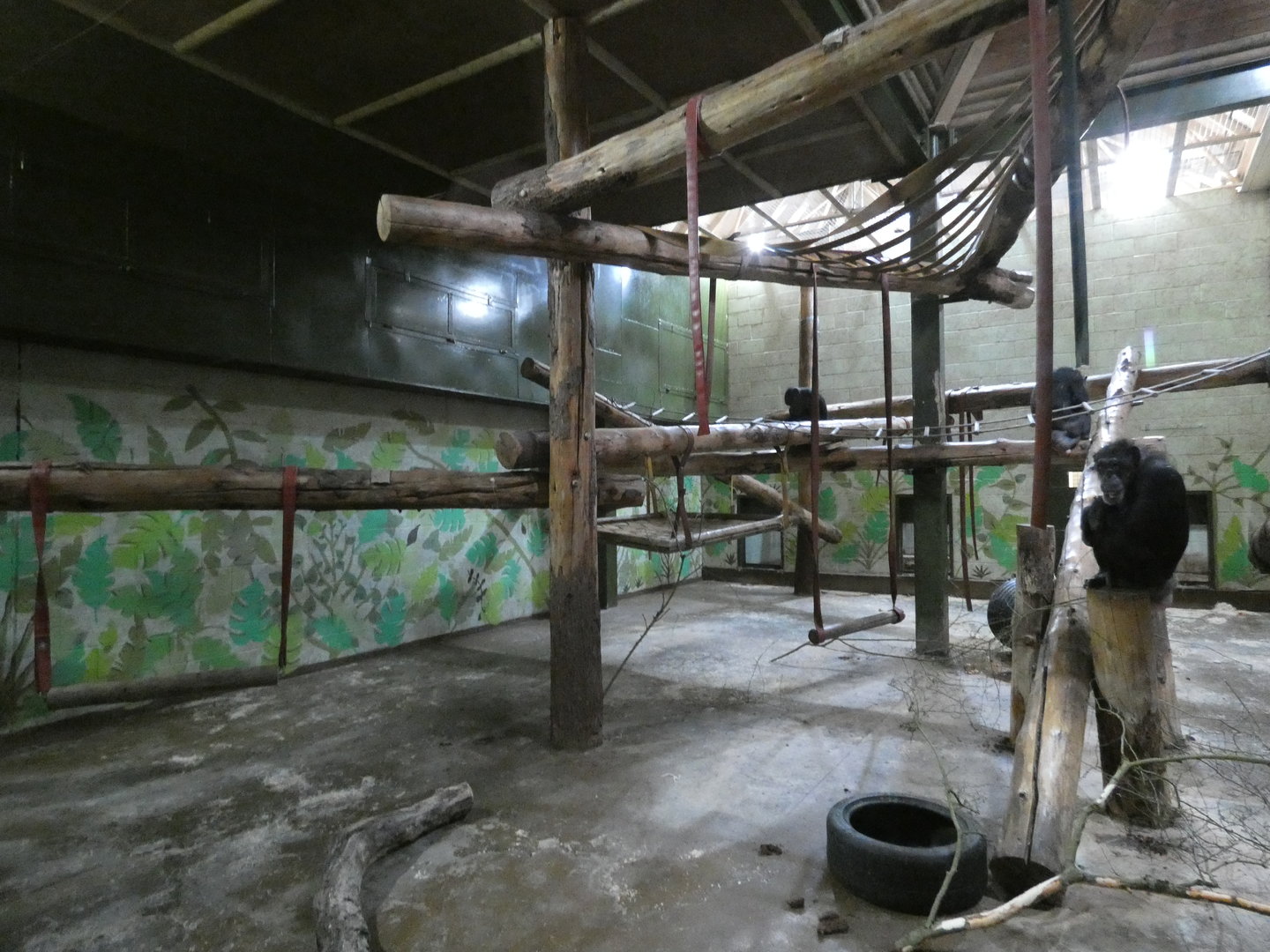 Chimpanzee indoor enclosure