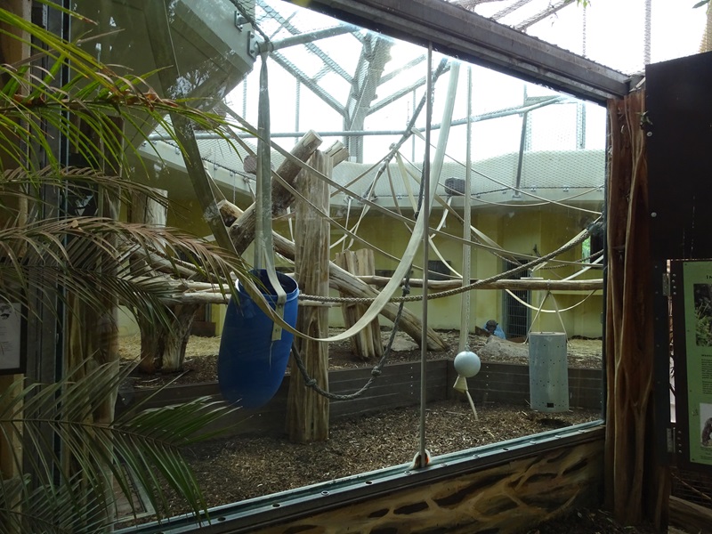 Chimpanzee indoor enclosure