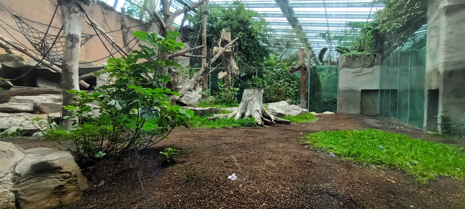 Chimpanzee Indoor Enclosure