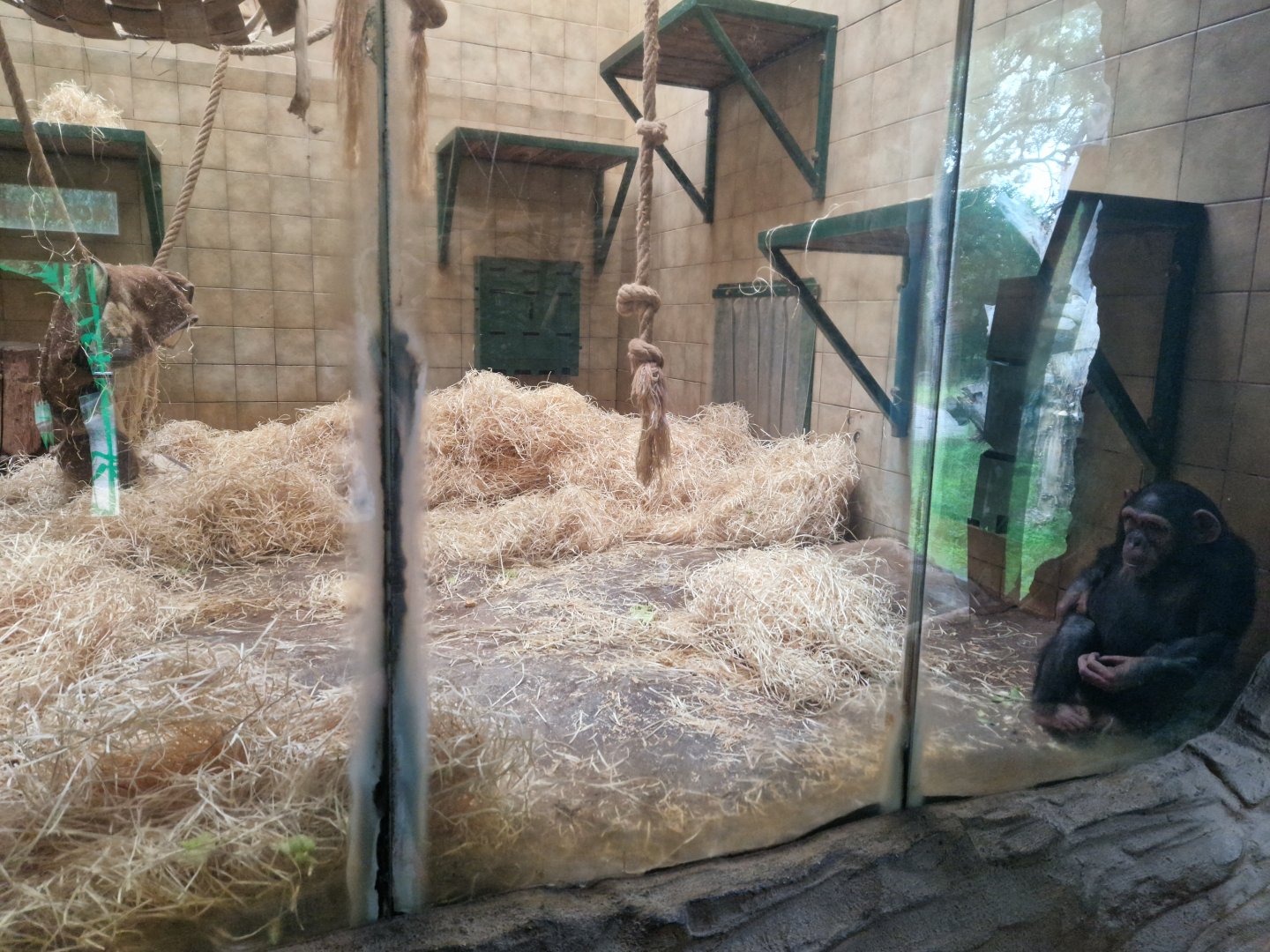 Chimpanzee indoor enclosure