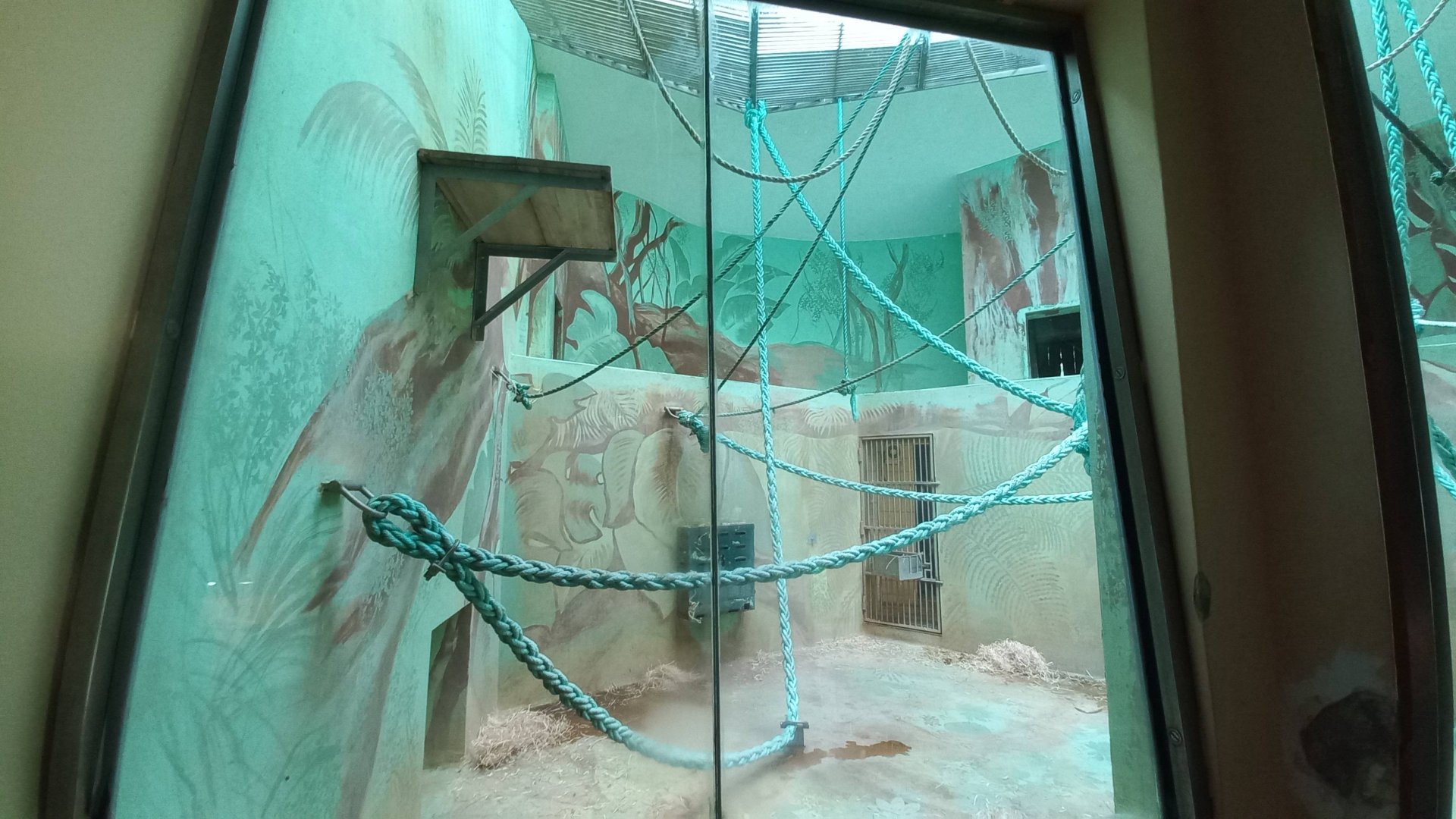 Chimpanzee - indoor enclosure