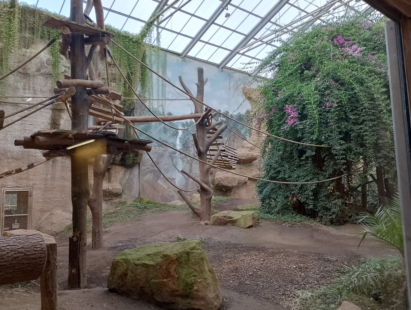 Chimpanzee indoor enclosure
