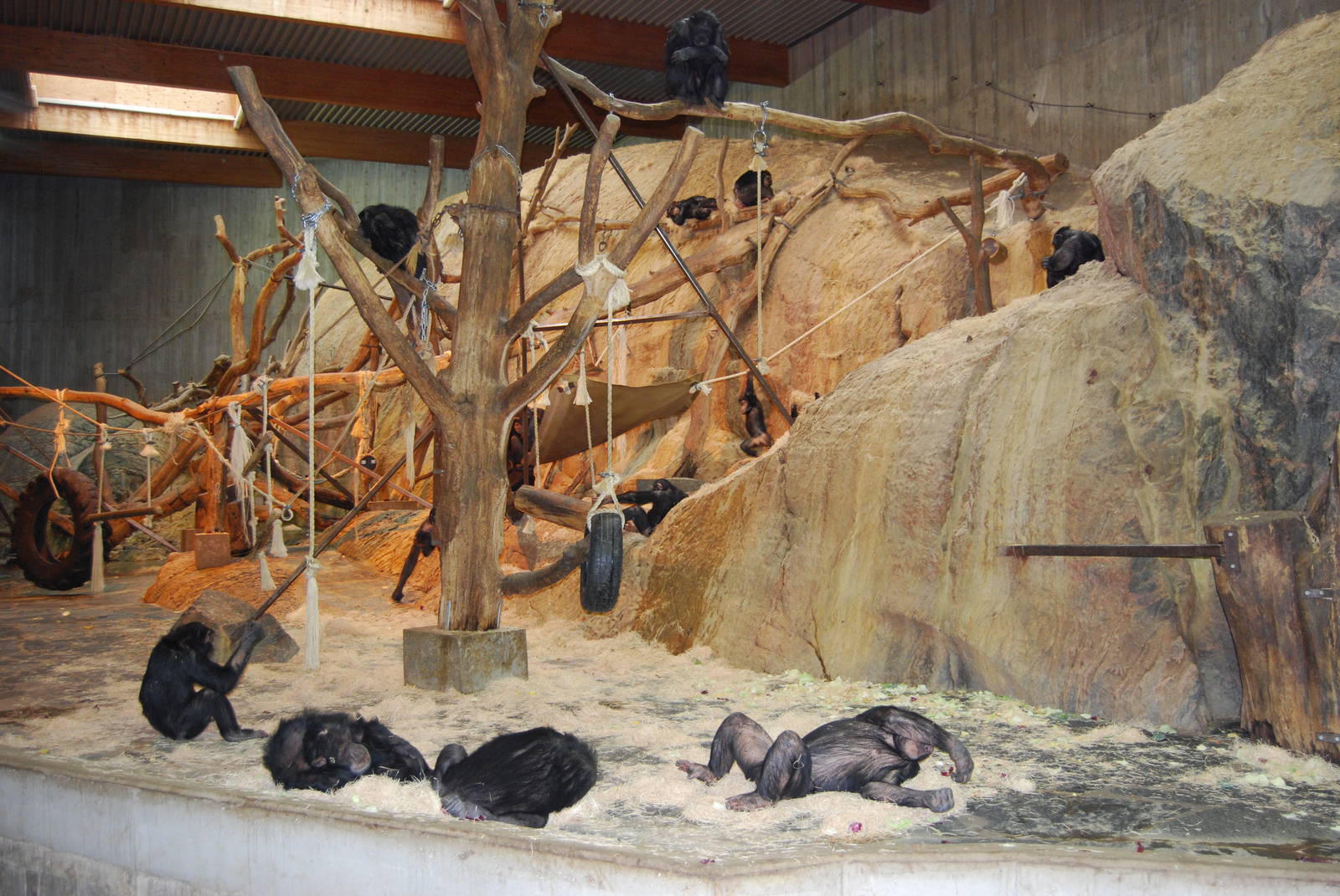 Chimpanzee, Indoor exbith