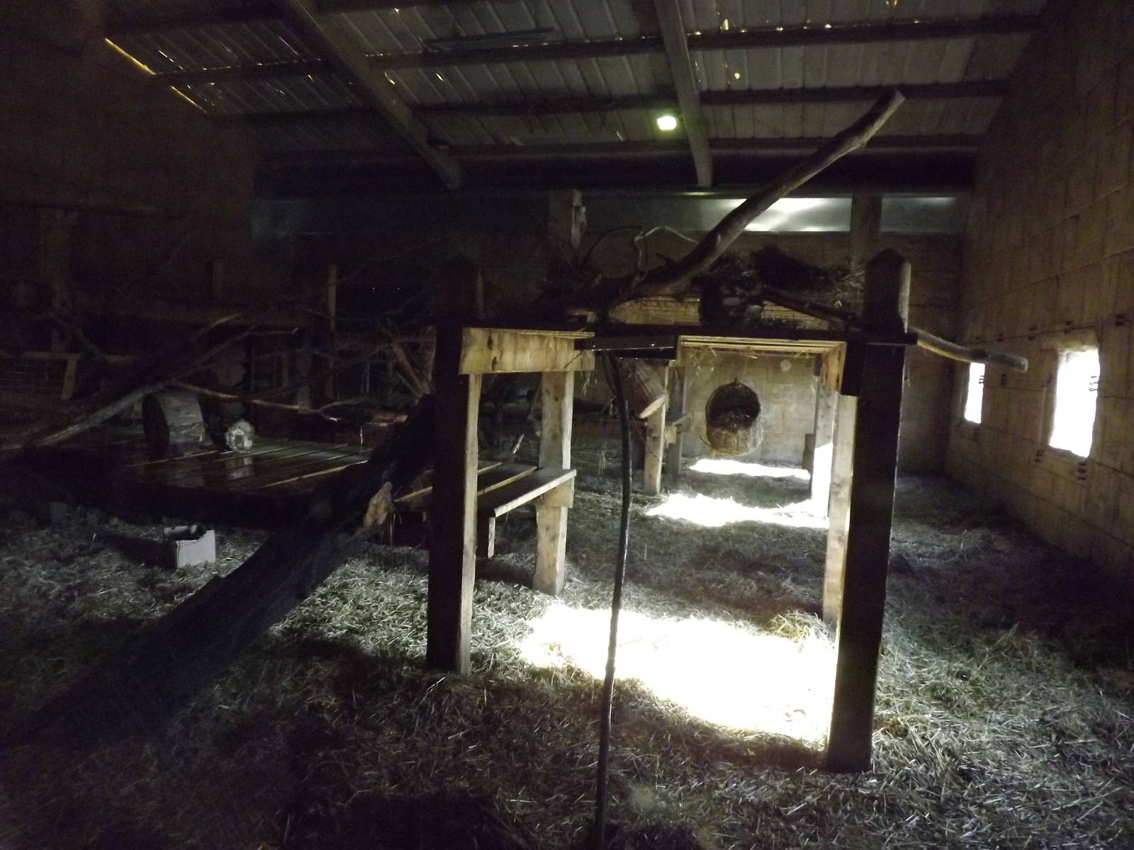 Chimpanzee indoor exhibit at Flamingoland 19/02/12