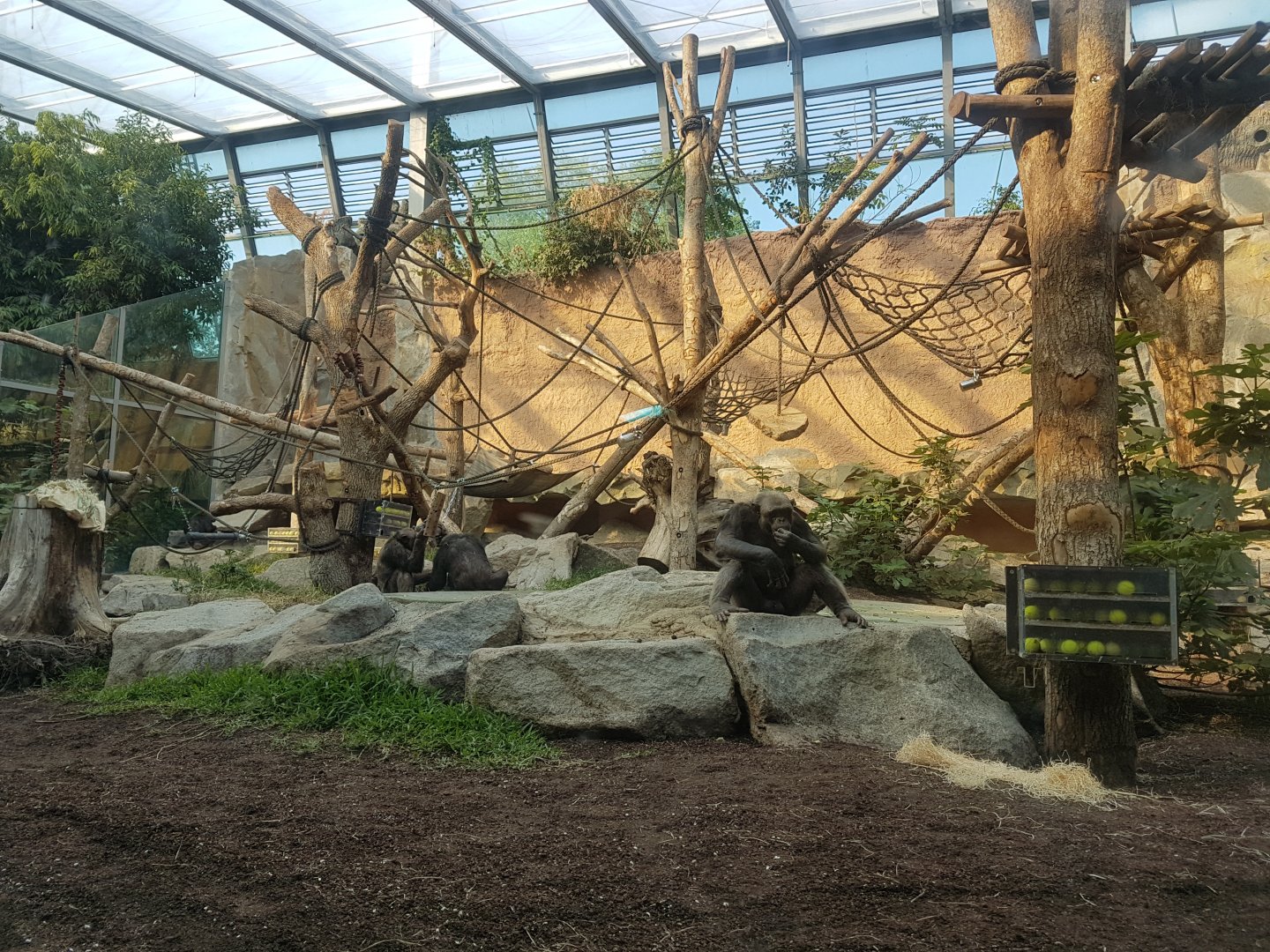 Chimpanzee Indoor Exhibit, Jungle Pavilion