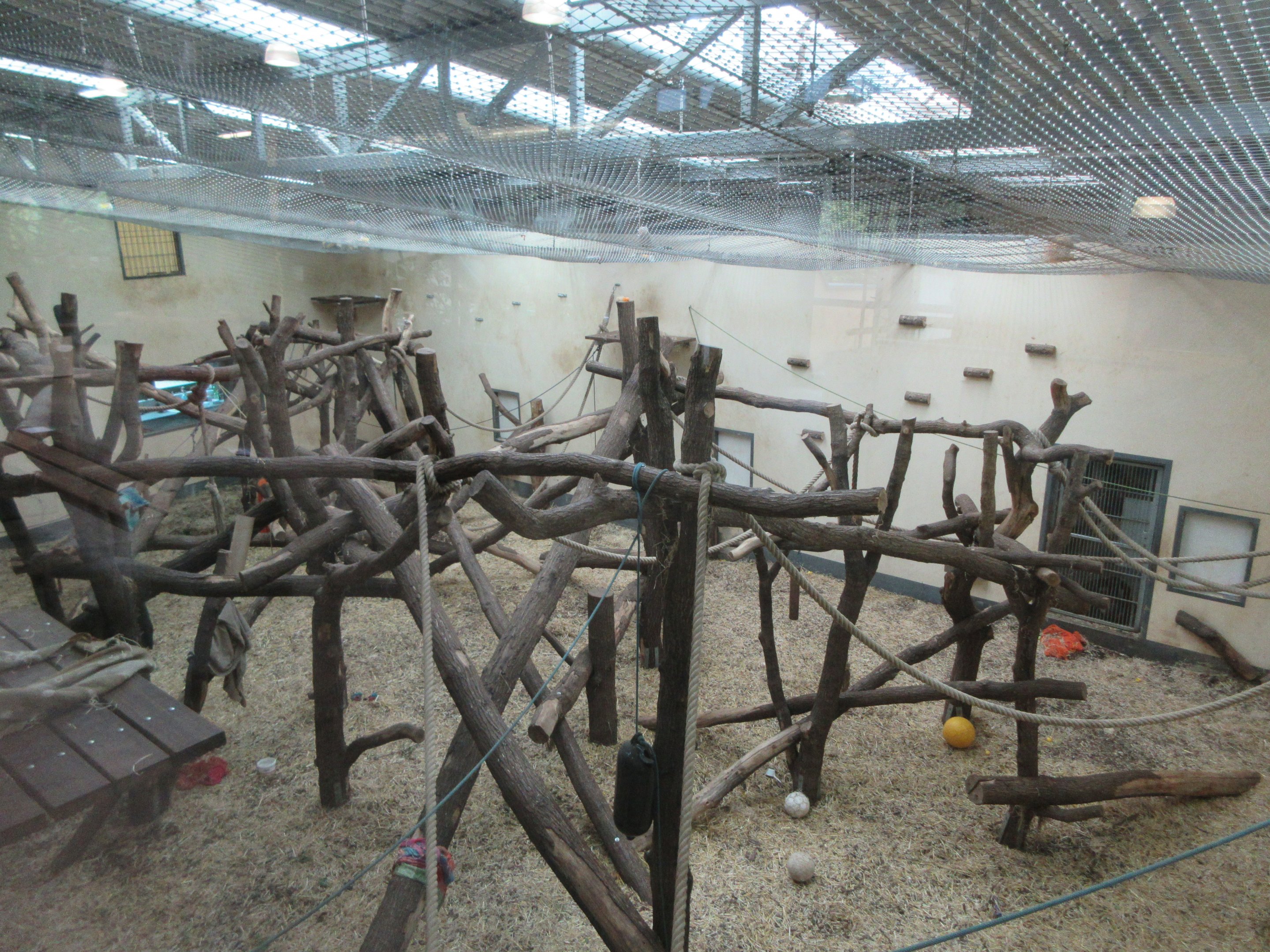 Chimpanzee Indoor Exhibit - notice the netting