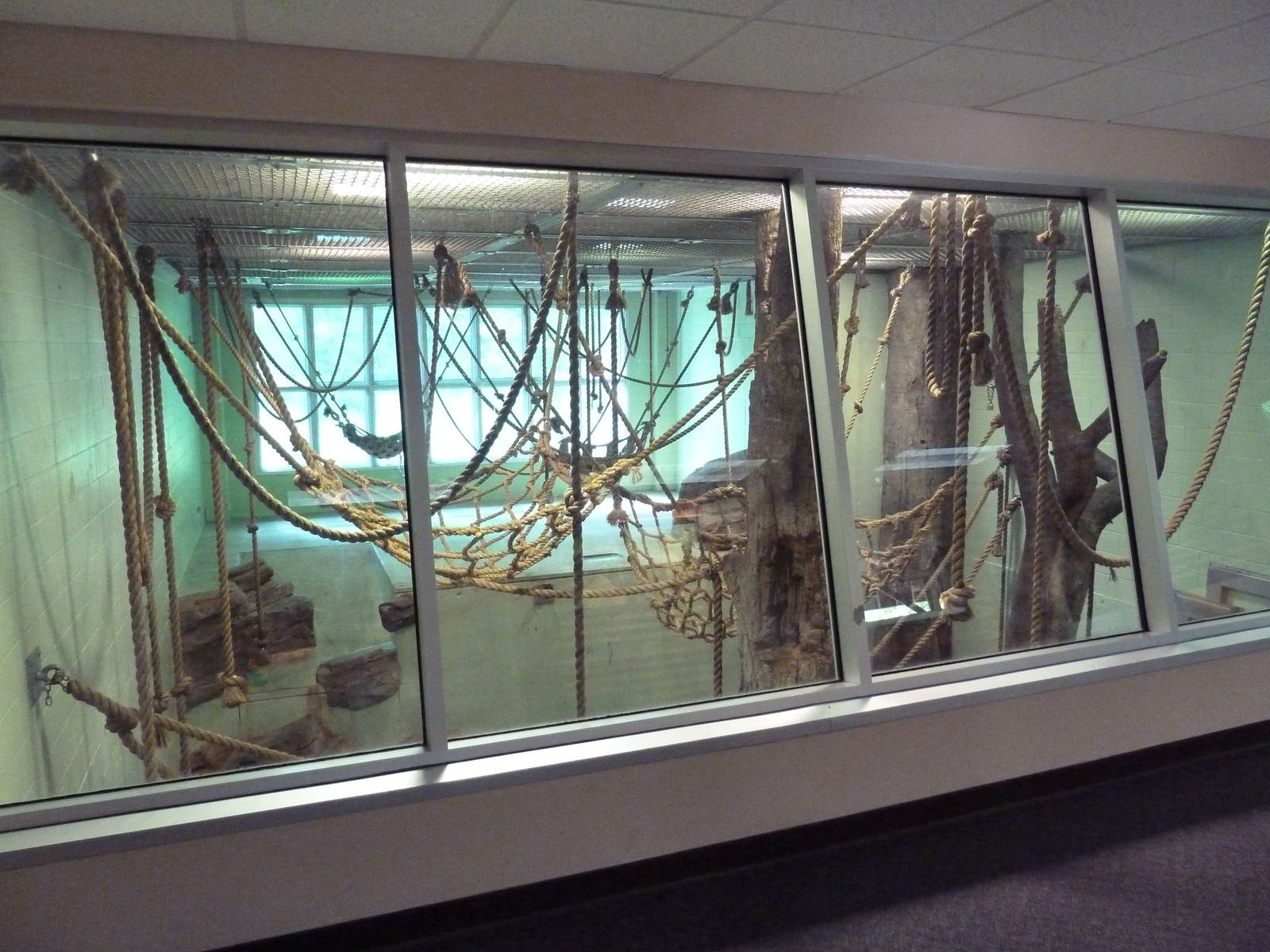 Chimpanzee Indoor Exhibit