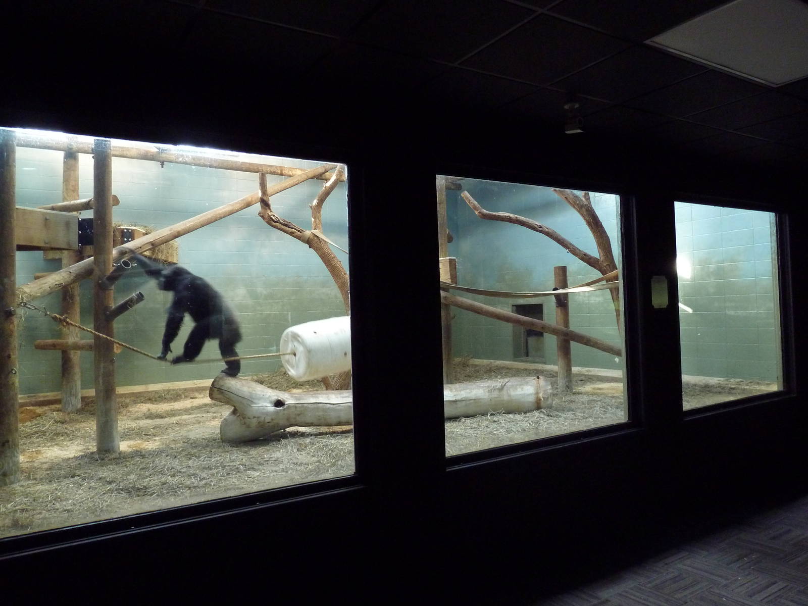 Chimpanzee Indoor Exhibit