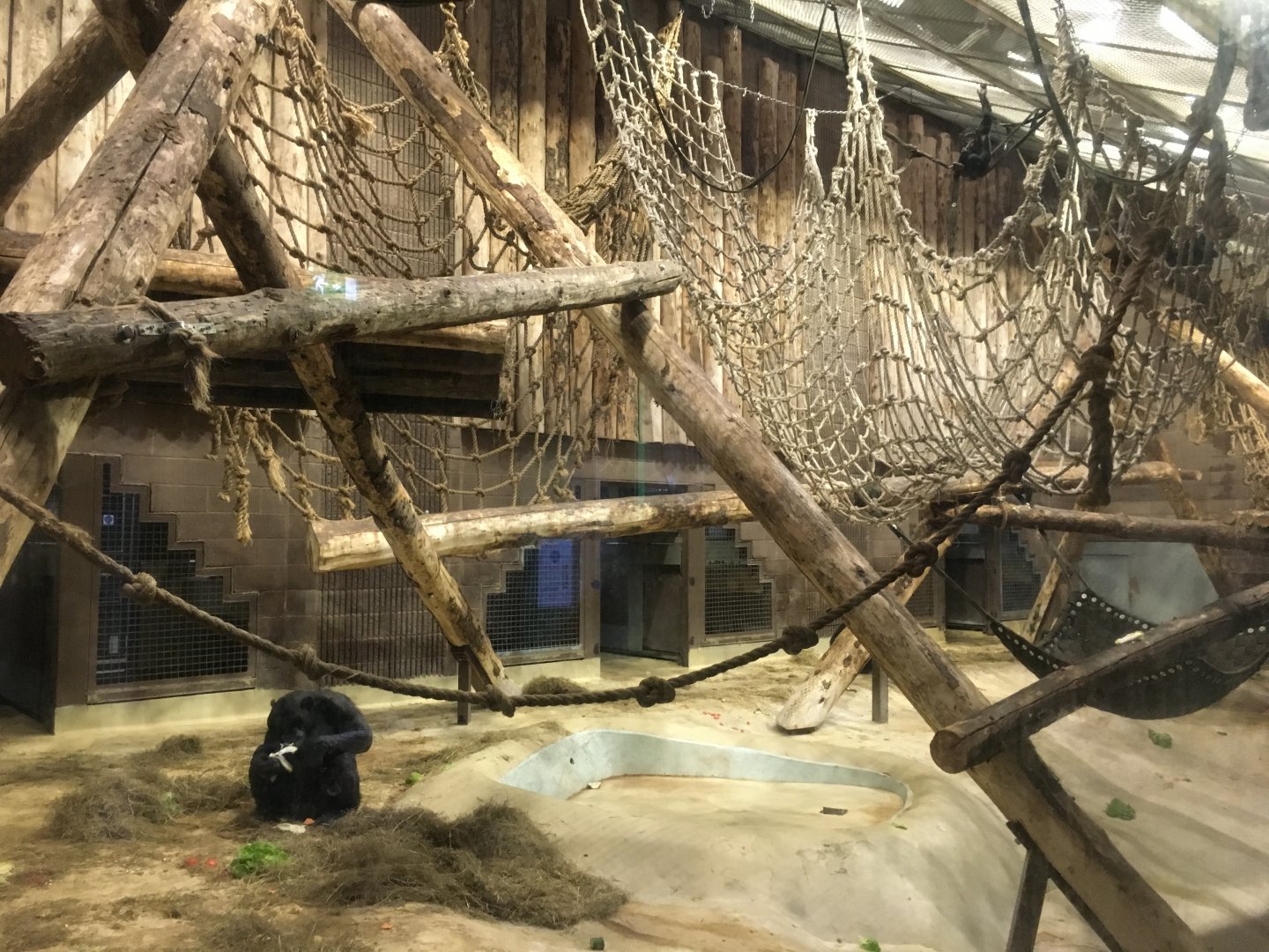 Chimpanzee Indoor Exhibit