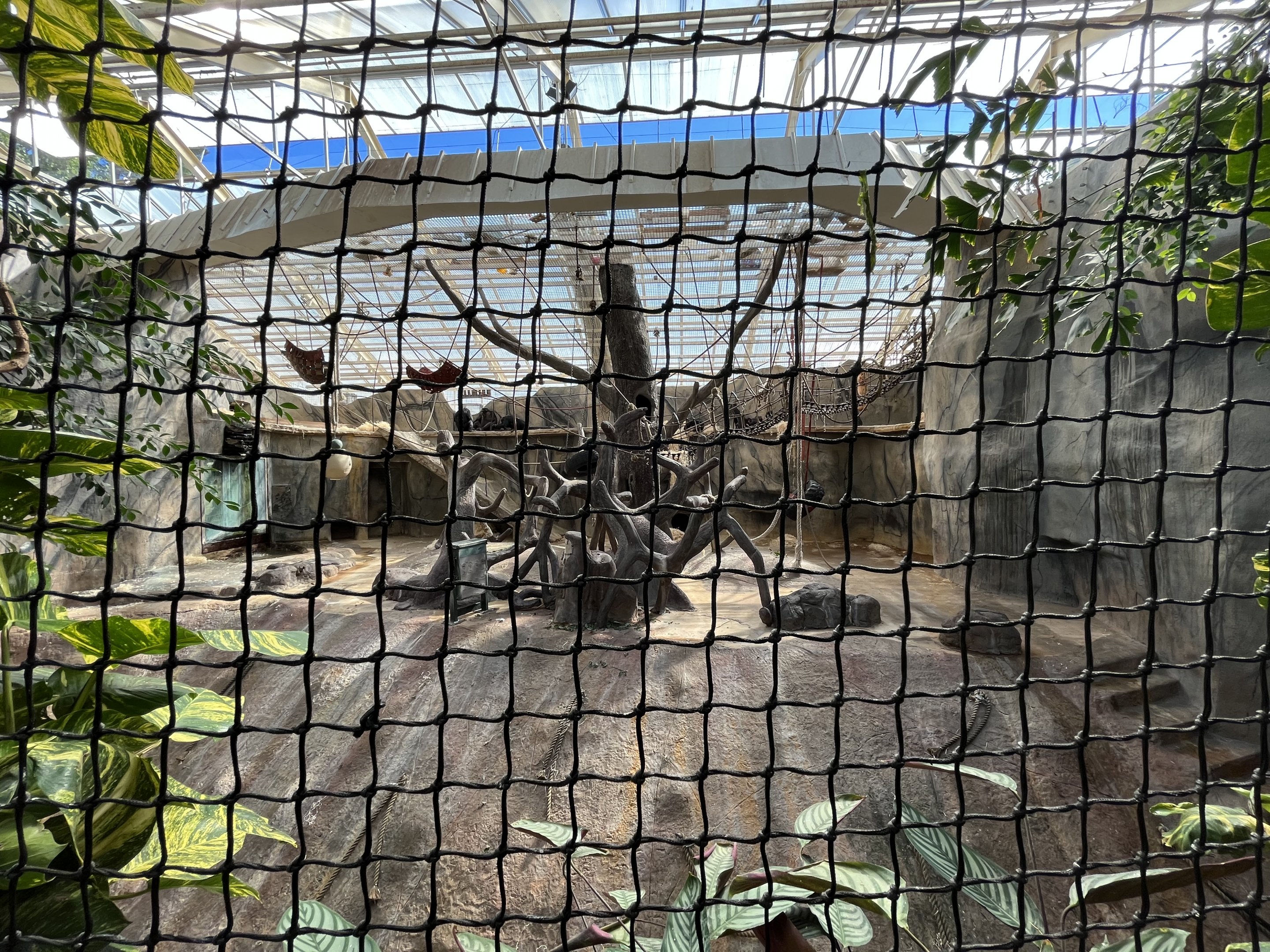 Chimpanzee Indoor Exhibit