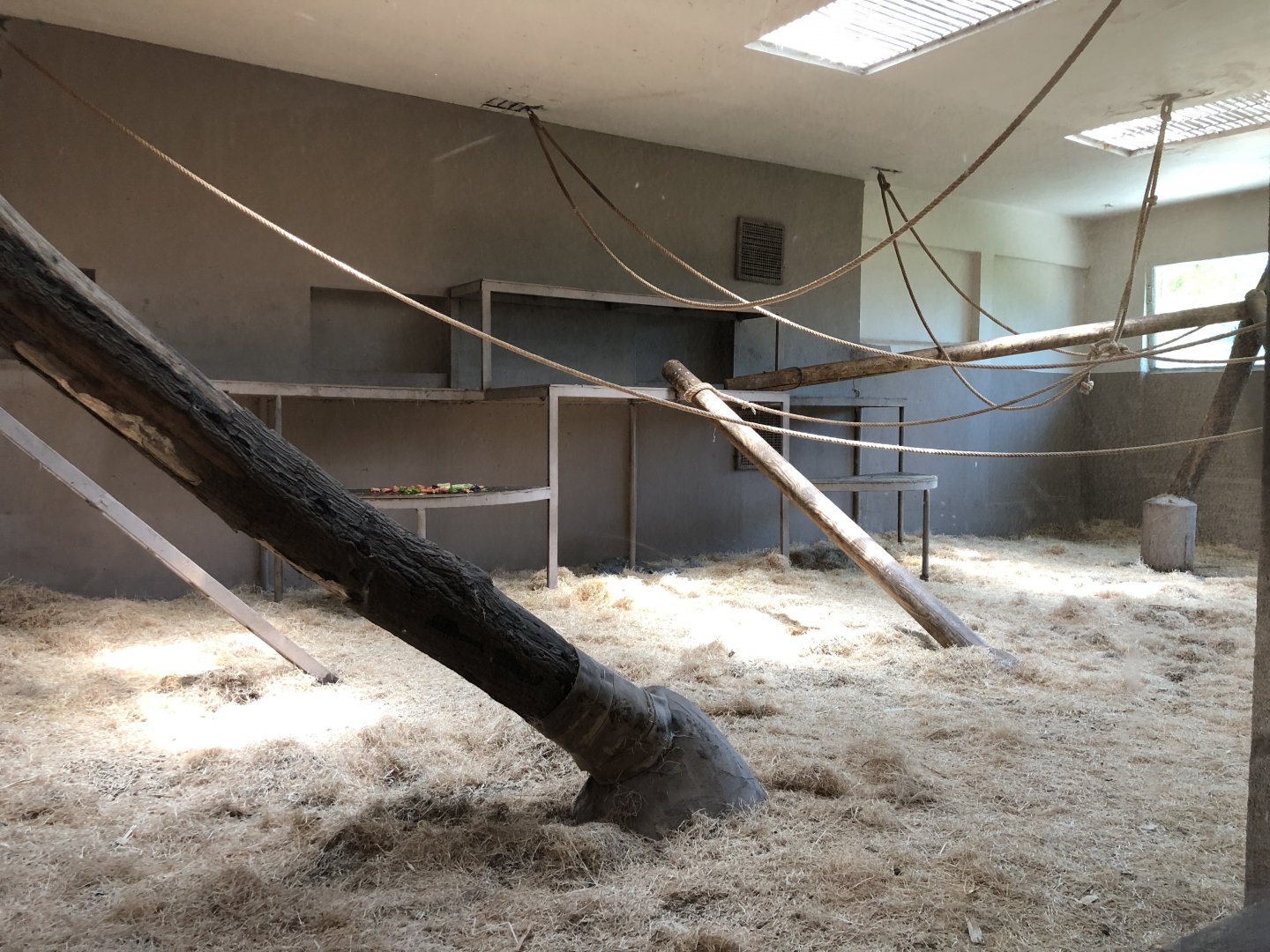 Chimpanzee indoor exhibit