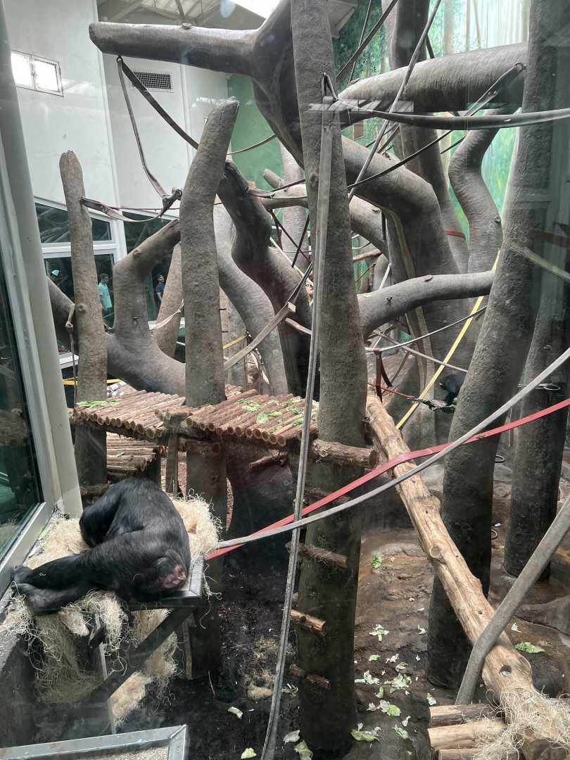 Chimpanzee Indoor Exhibit