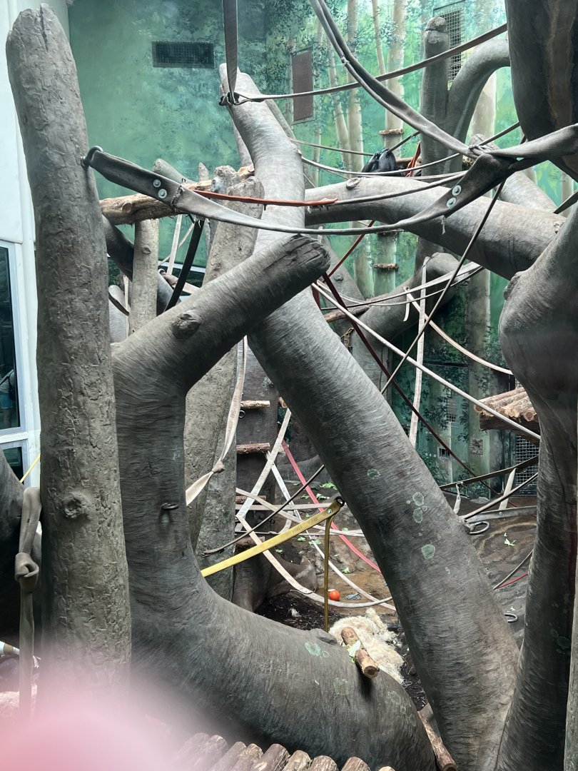 Chimpanzee Indoor Exhibit