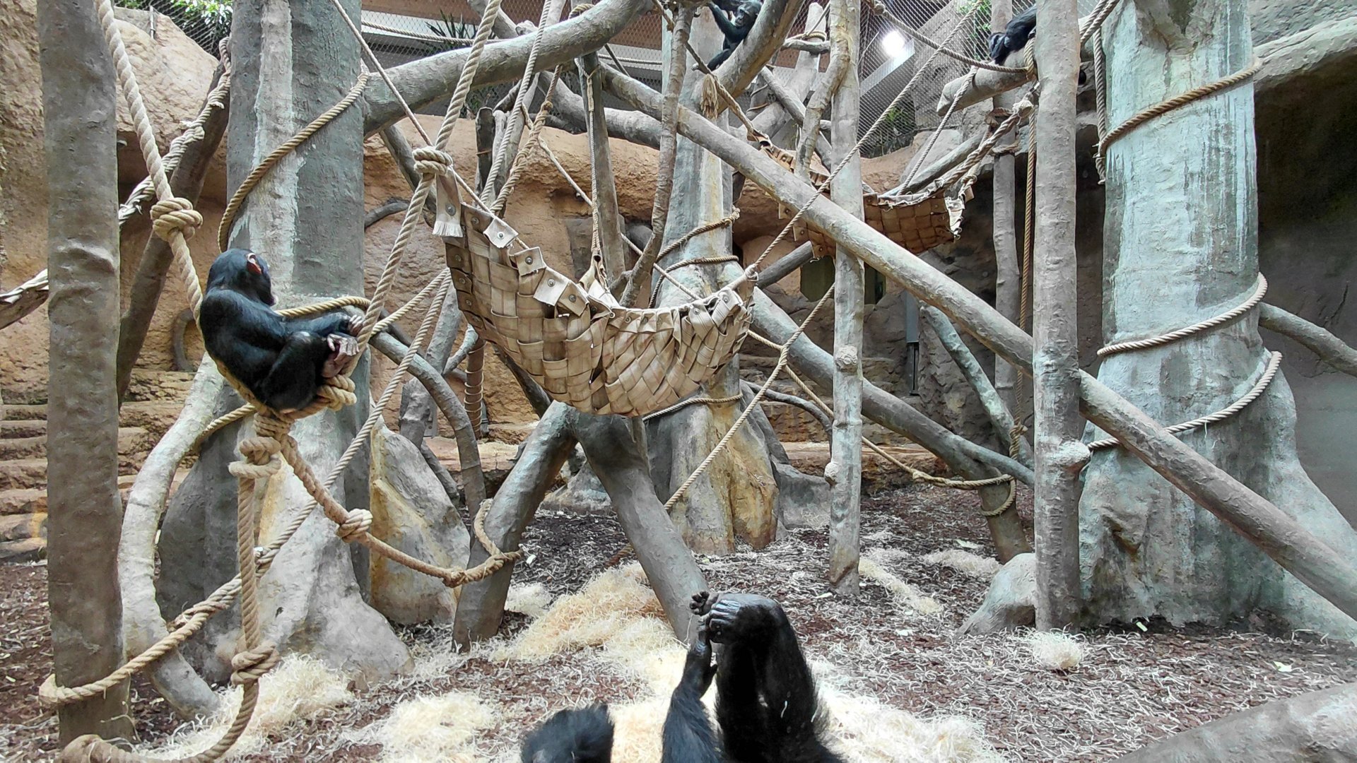 Chimpanzee indoor exhibit
