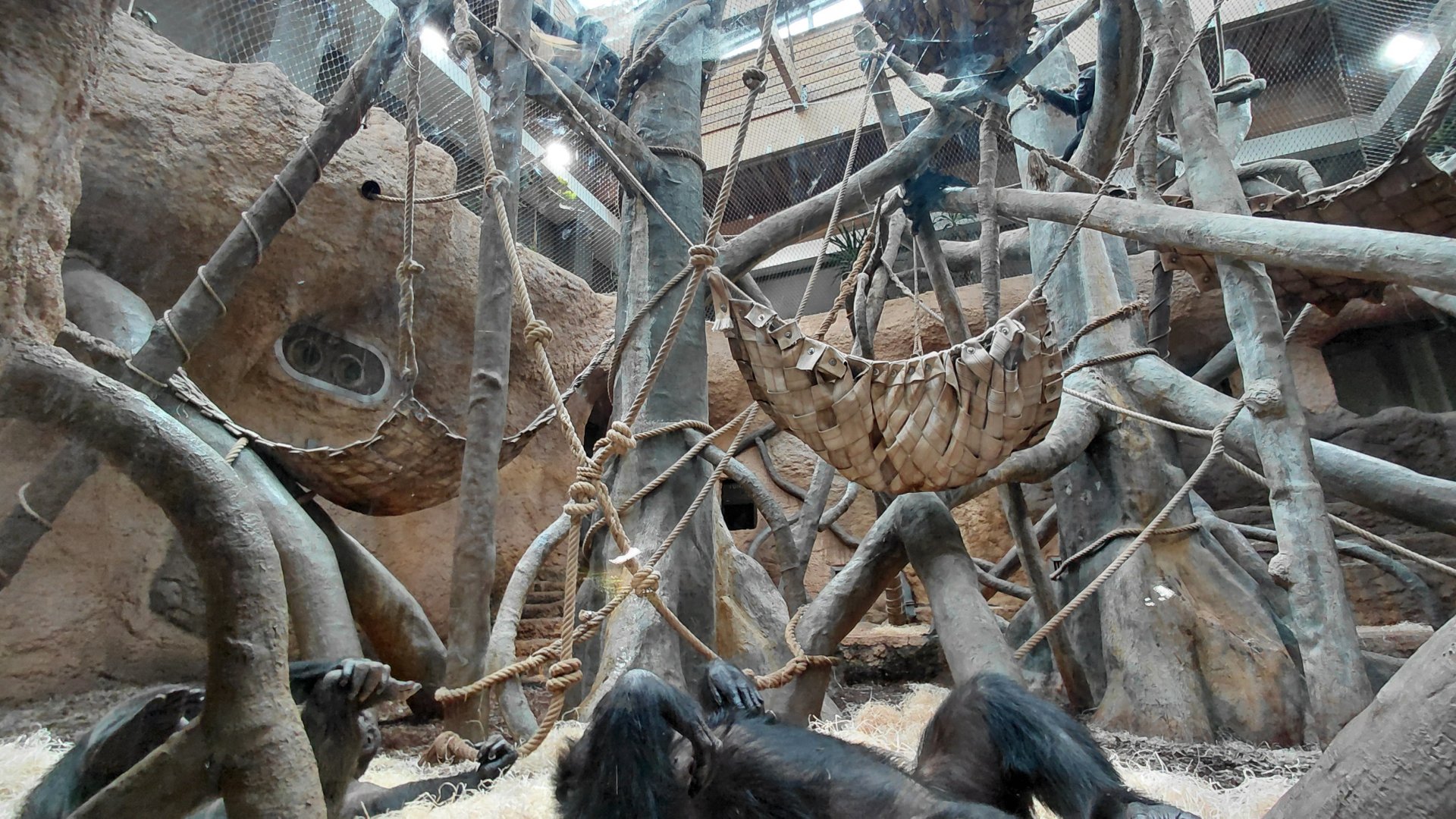 Chimpanzee indoor exhibit