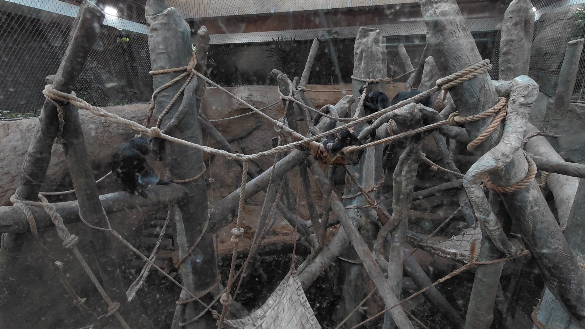 Chimpanzee indoor exhibit