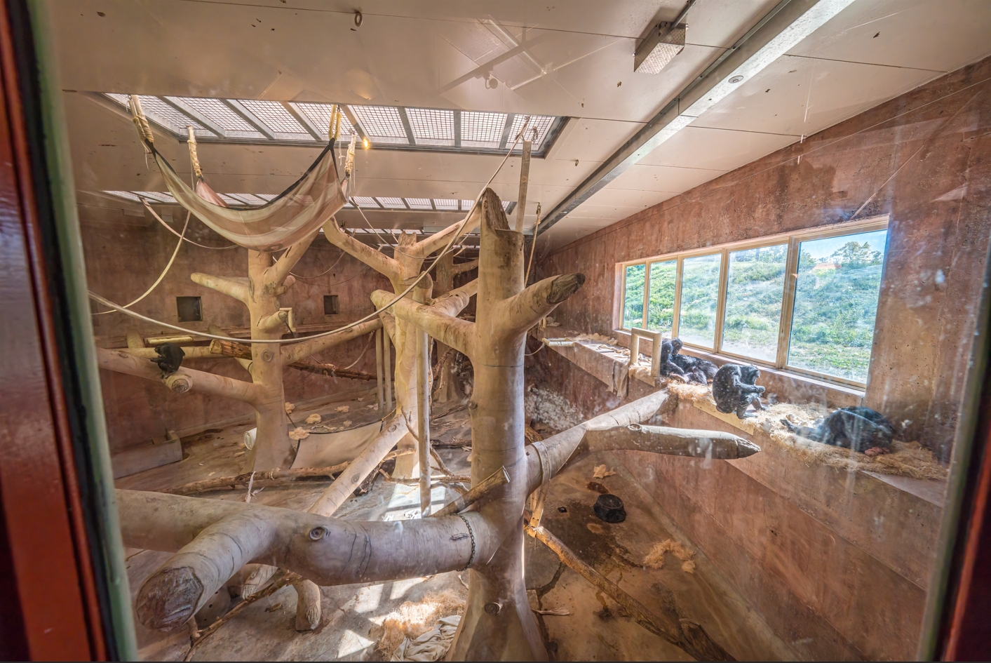 Chimpanzee indoor exhibit