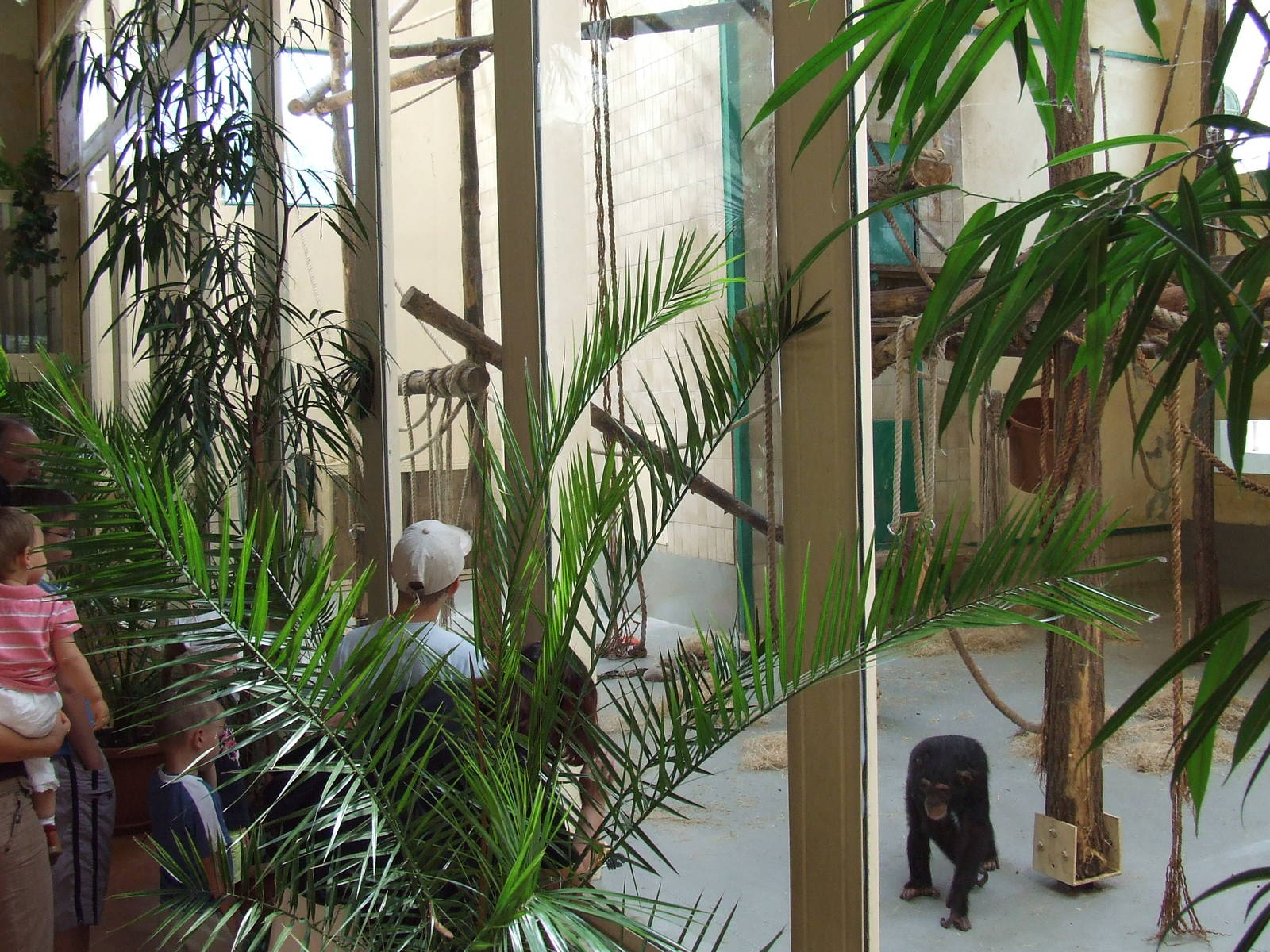 Chimpanzee indoor exhibit