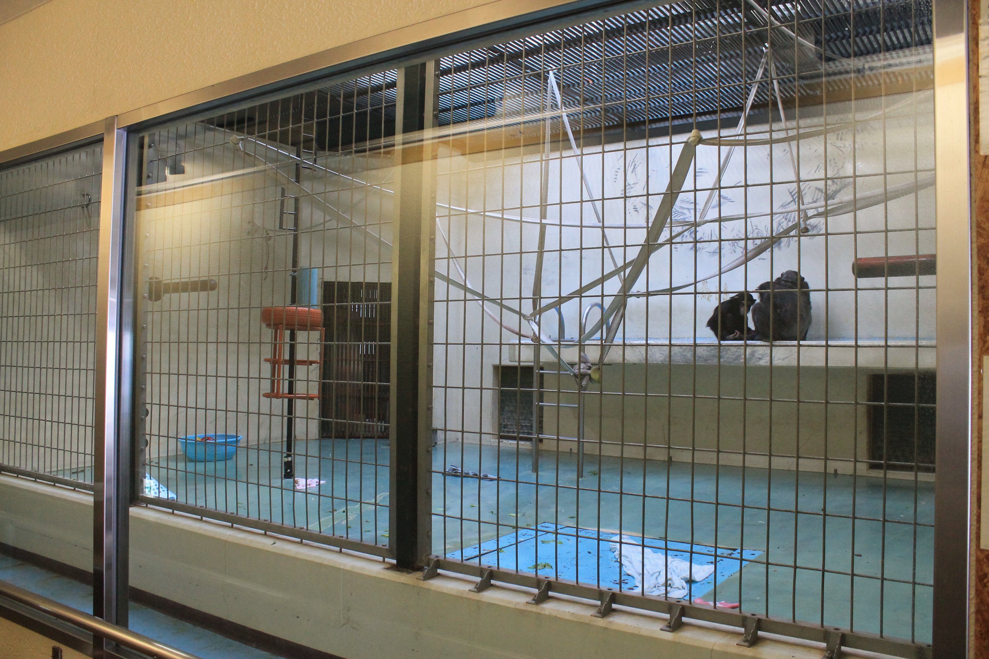 Chimpanzee indoor quarters, Kushiro Zoo
