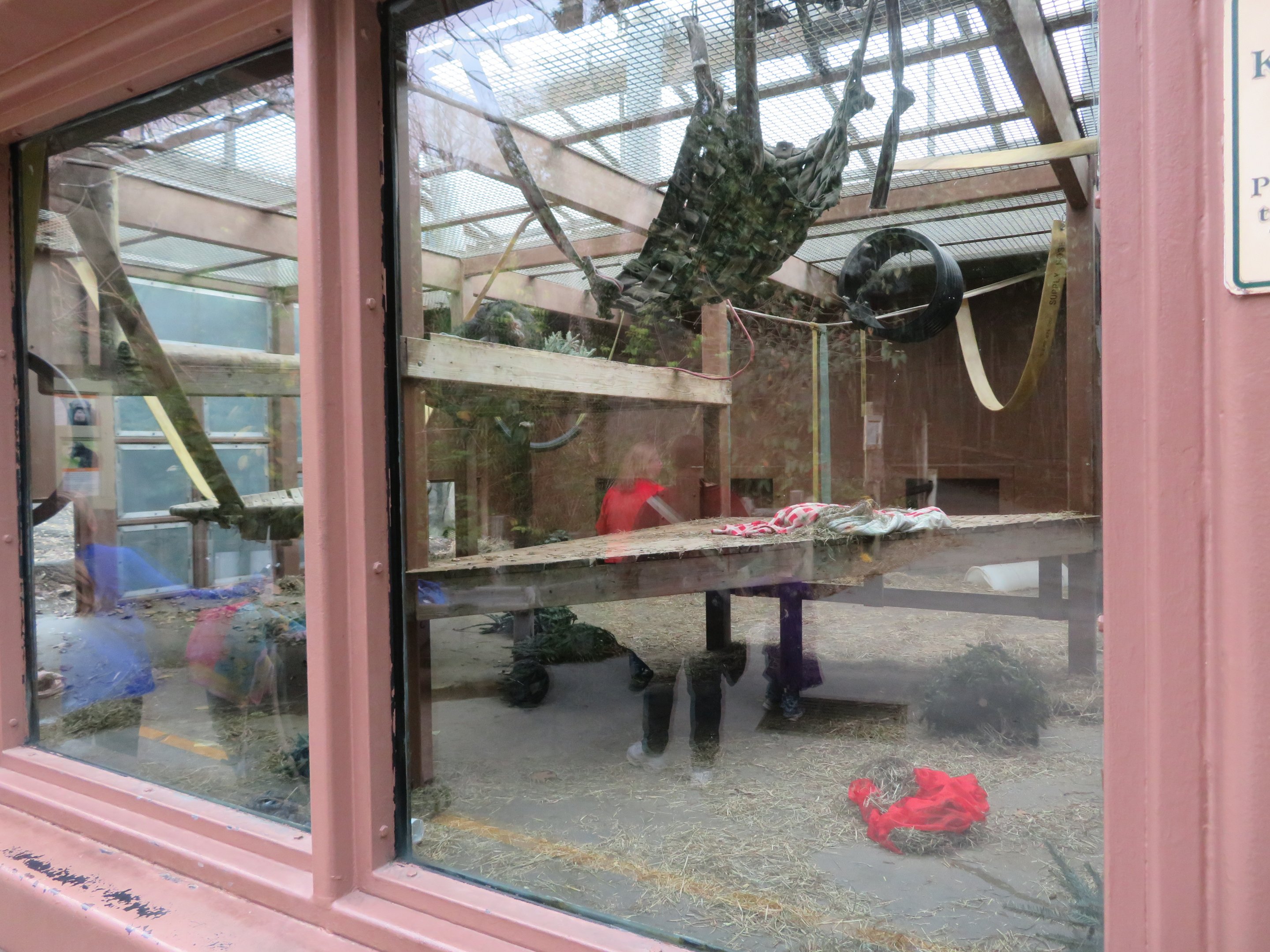 Chimpanzee Indoor Room