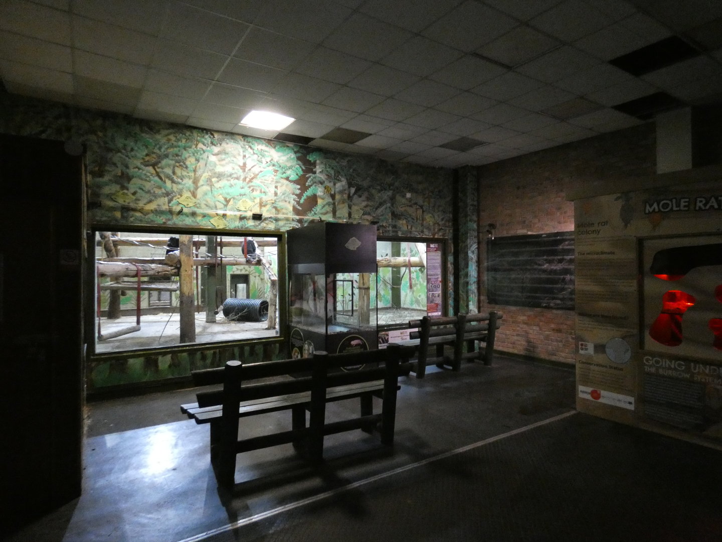 Chimpanzee indoor viewing area