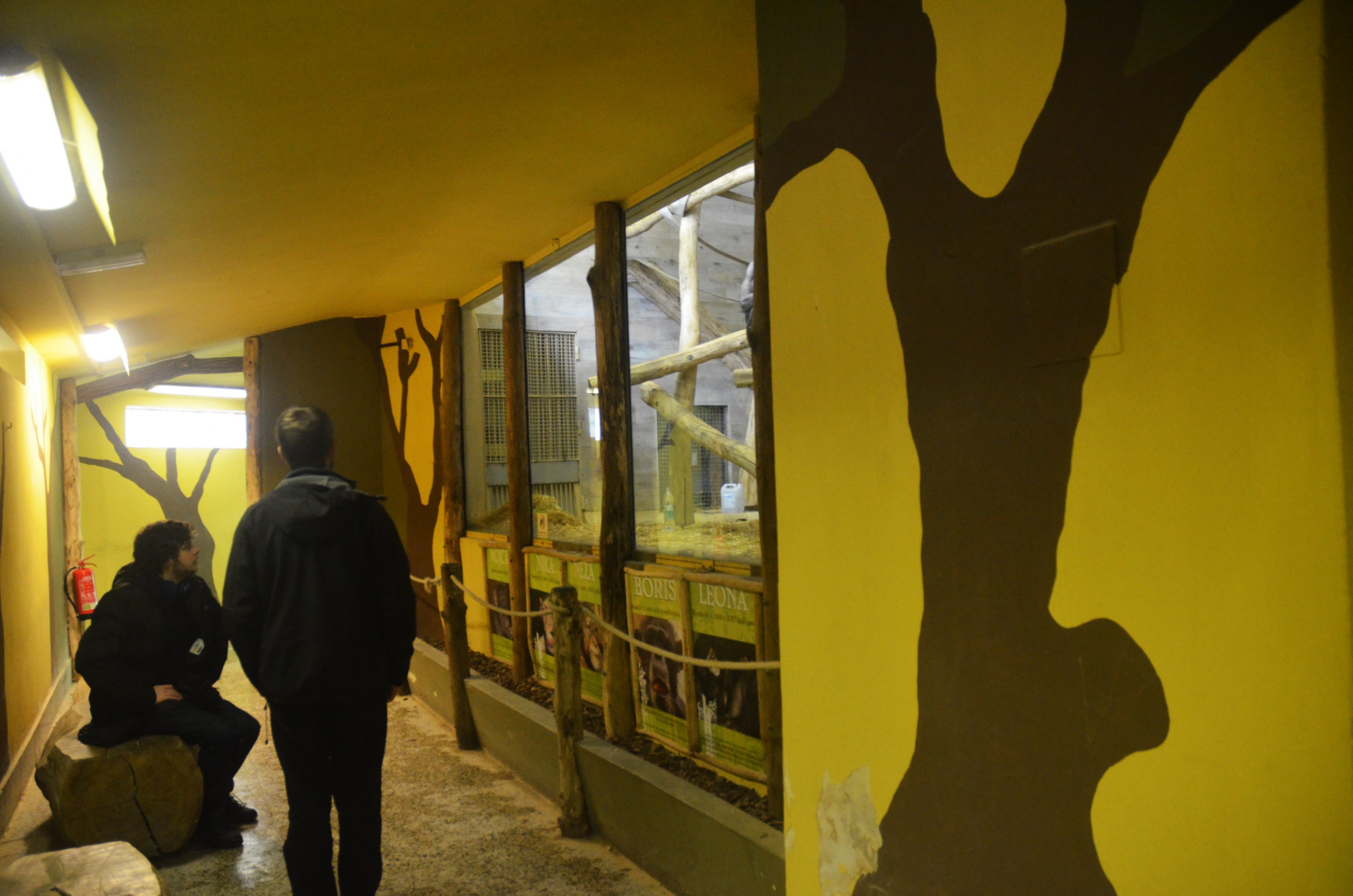 Chimpanzee Indoor Viewing at Ljubljana Zoo, 07/03/18