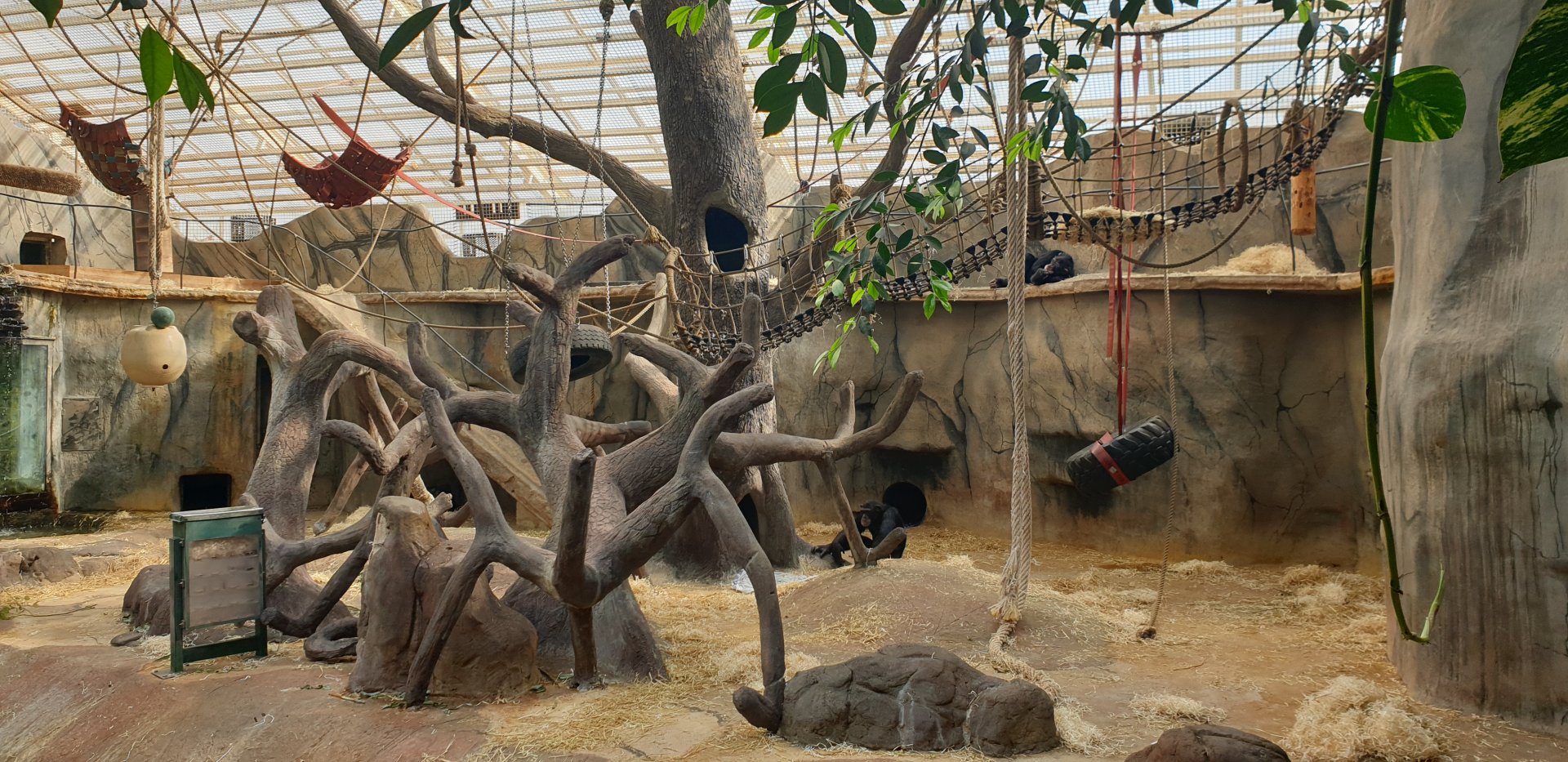 Chimpanzee indoor