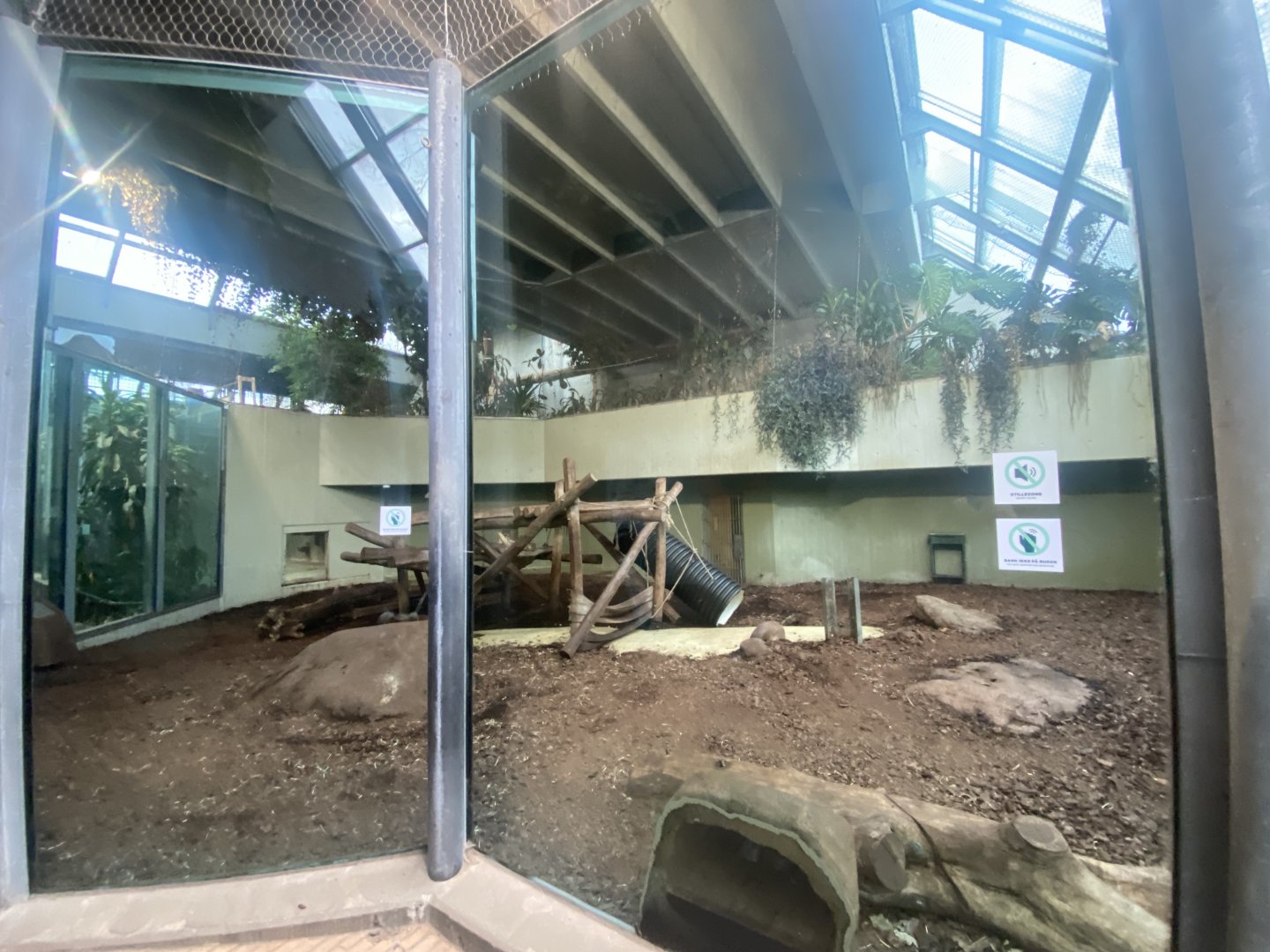 Chimpanzee indoors 261124