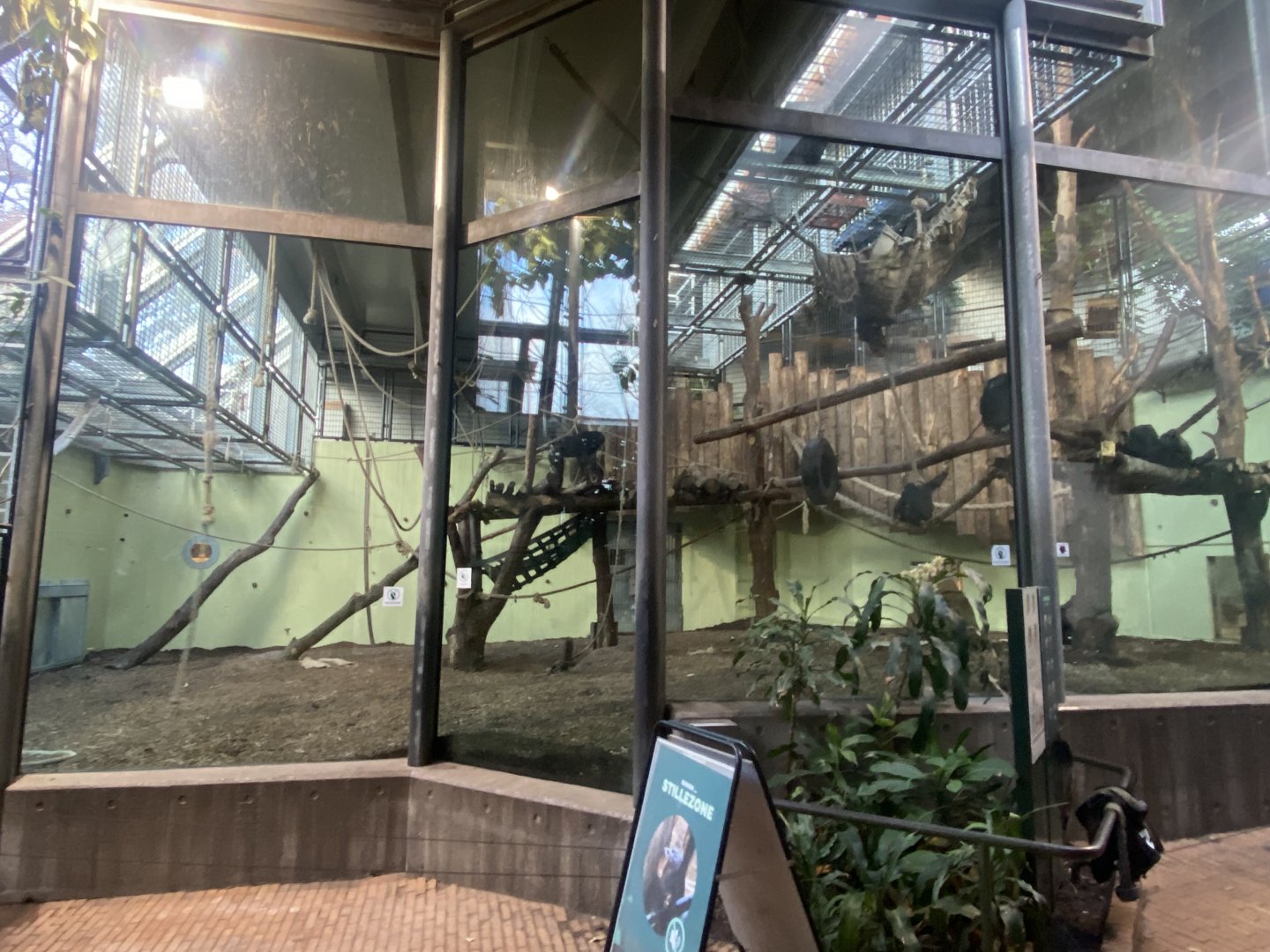 Chimpanzee indoors 261124