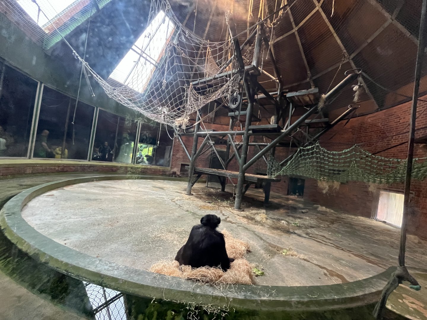 Chimpanzee indoors 29.6.24