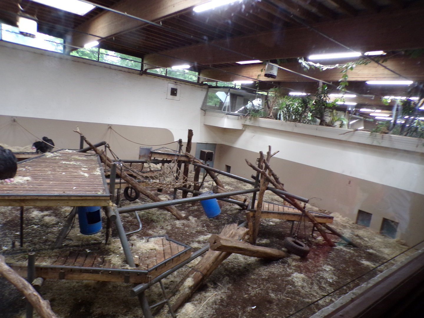 Chimpanzee indoors 6.7.23