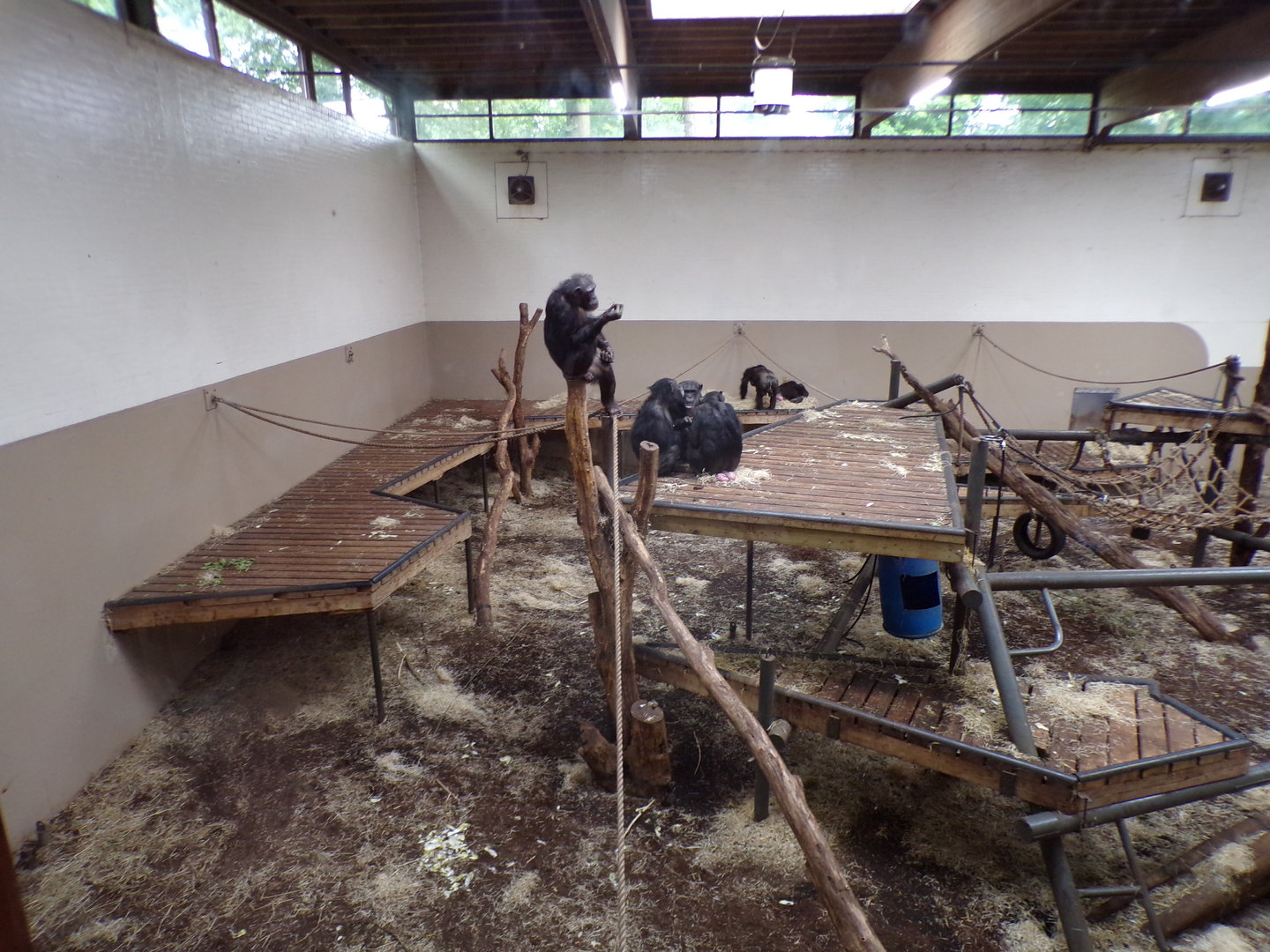 Chimpanzee indoors 6.7.23