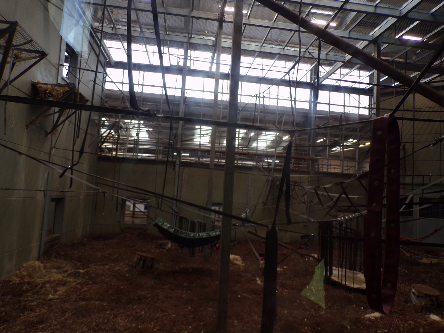 Chimpanzee indoors 7.7.24