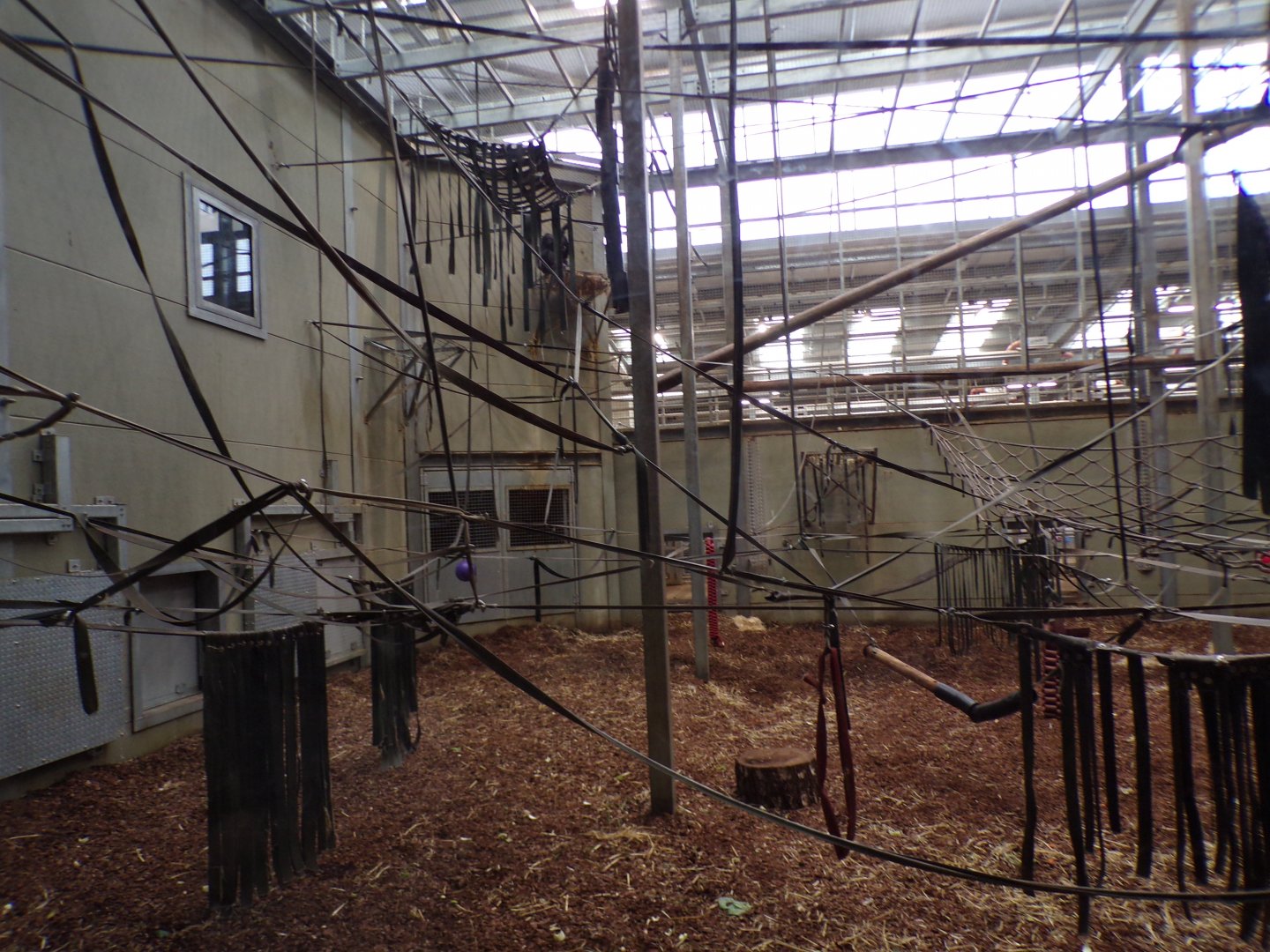 Chimpanzee indoors 7.7.24