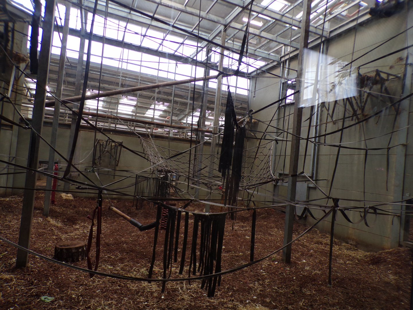 Chimpanzee indoors 7.7.24