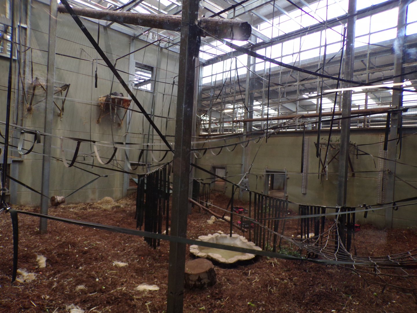 Chimpanzee indoors 7.7.24