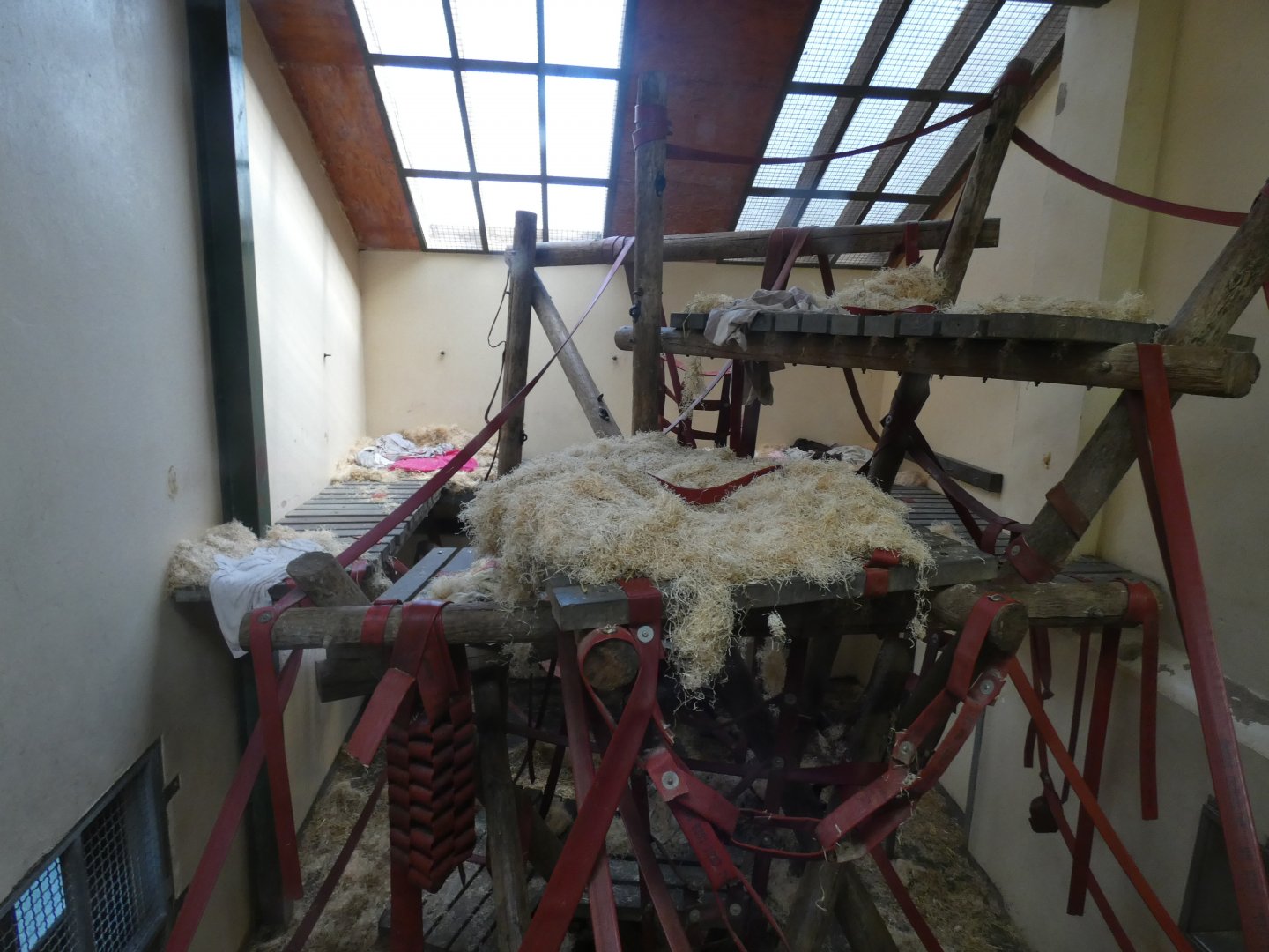 Chimpanzee indoors, "Hananya's group" (1)