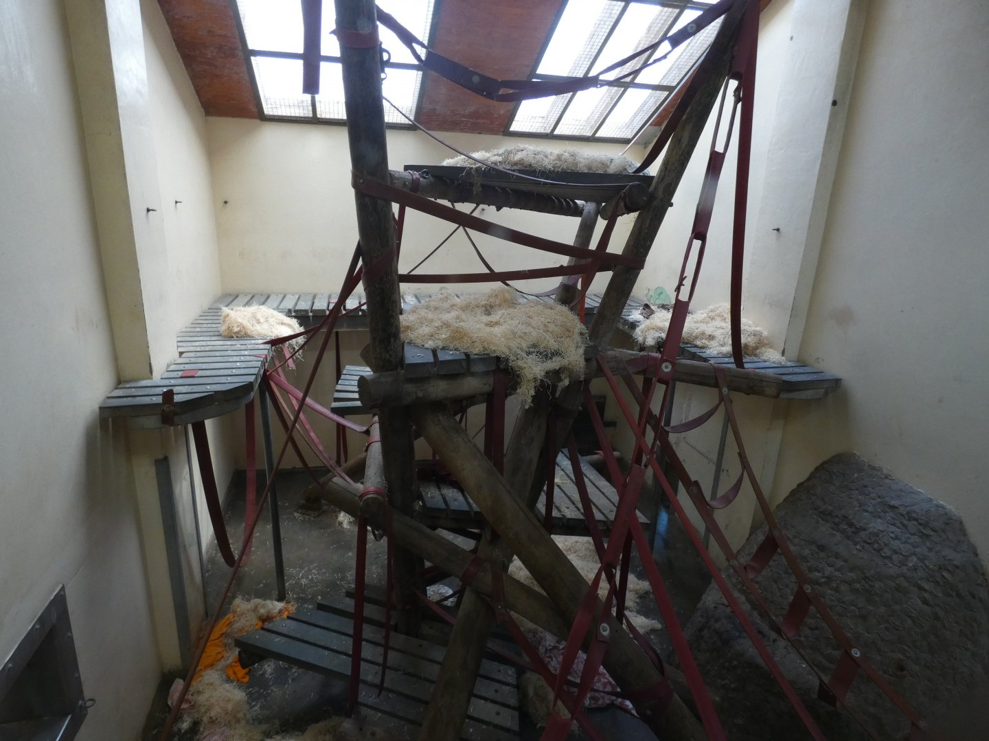 Chimpanzee indoors, "Hananya's group" (2)