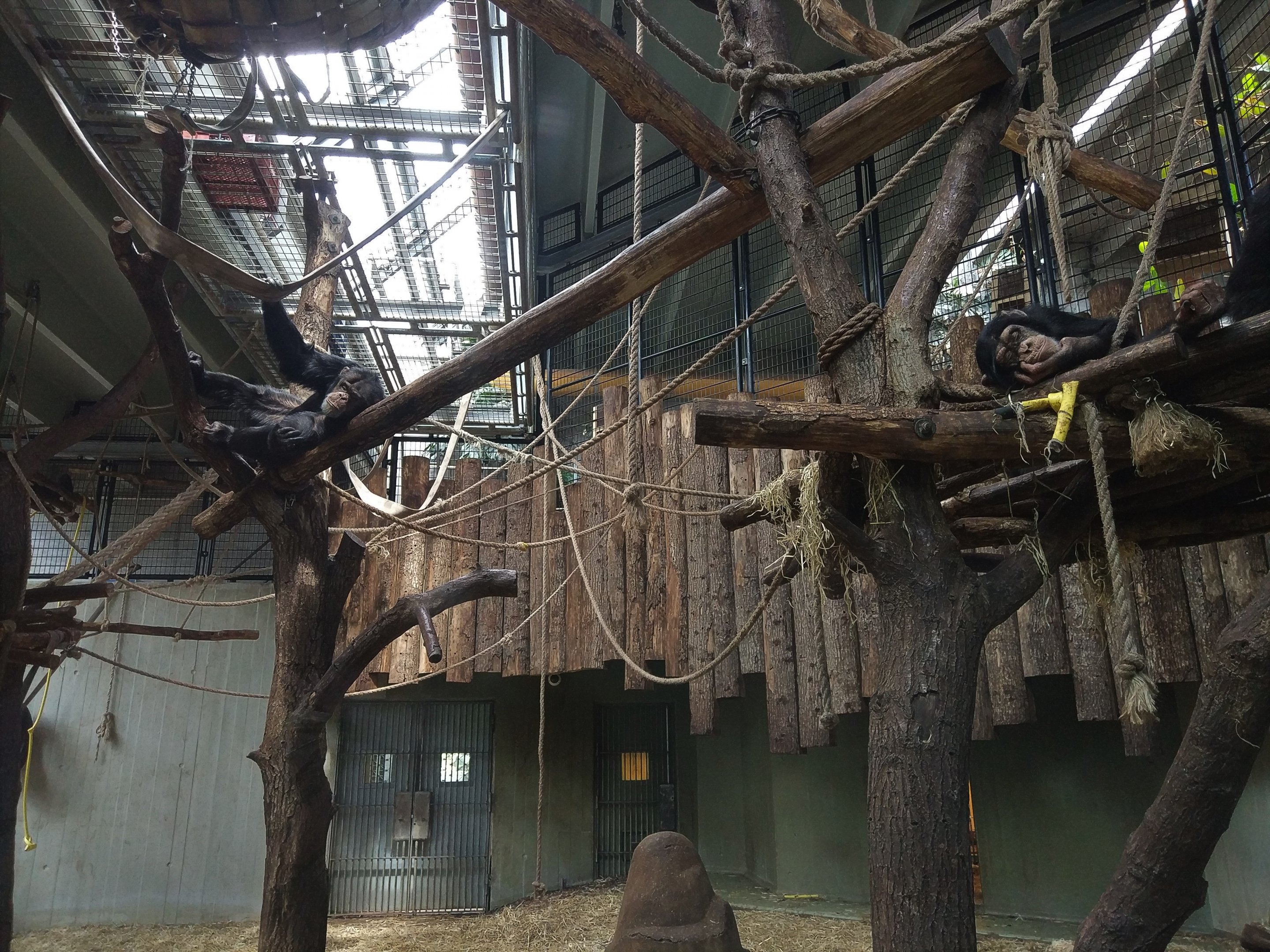 Chimpanzee Indoors