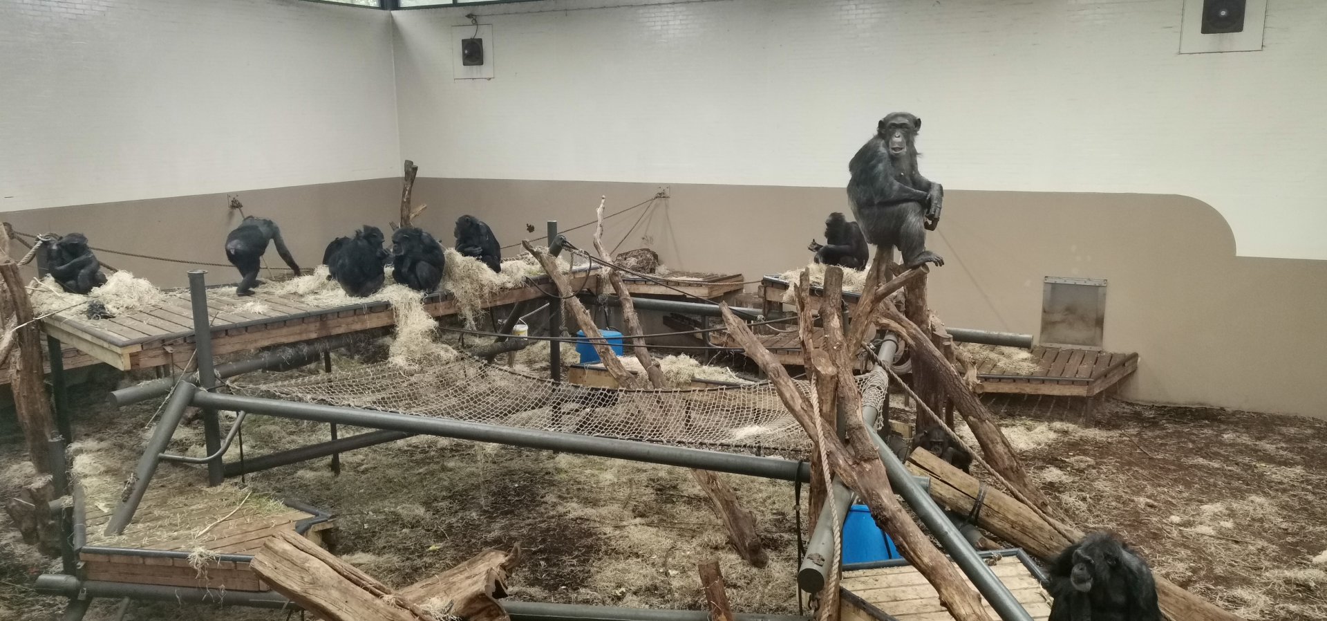 Chimpanzee indoors