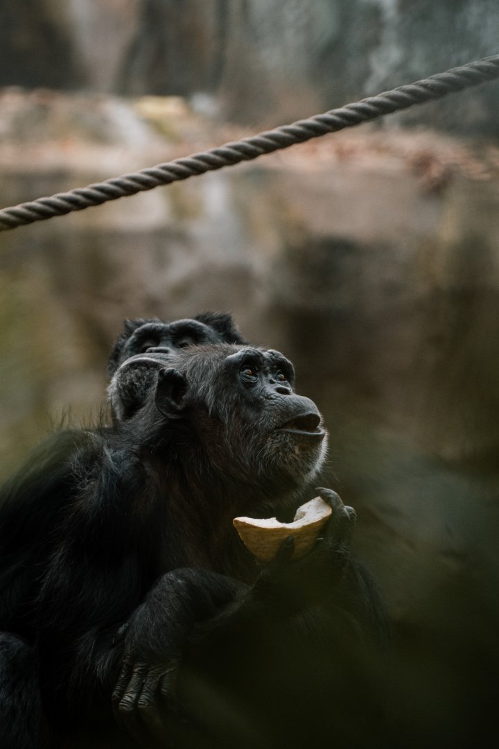 Chimpanzee indoors