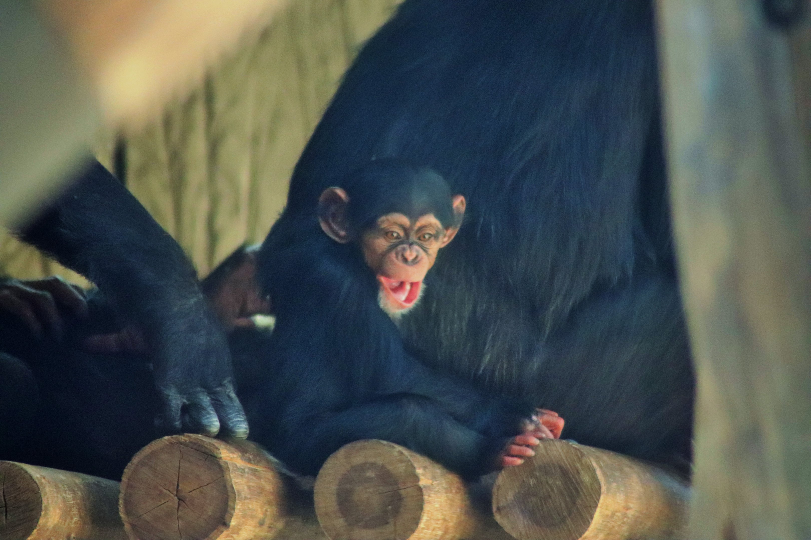 Chimpanzee Infant (Pan troglodytes)