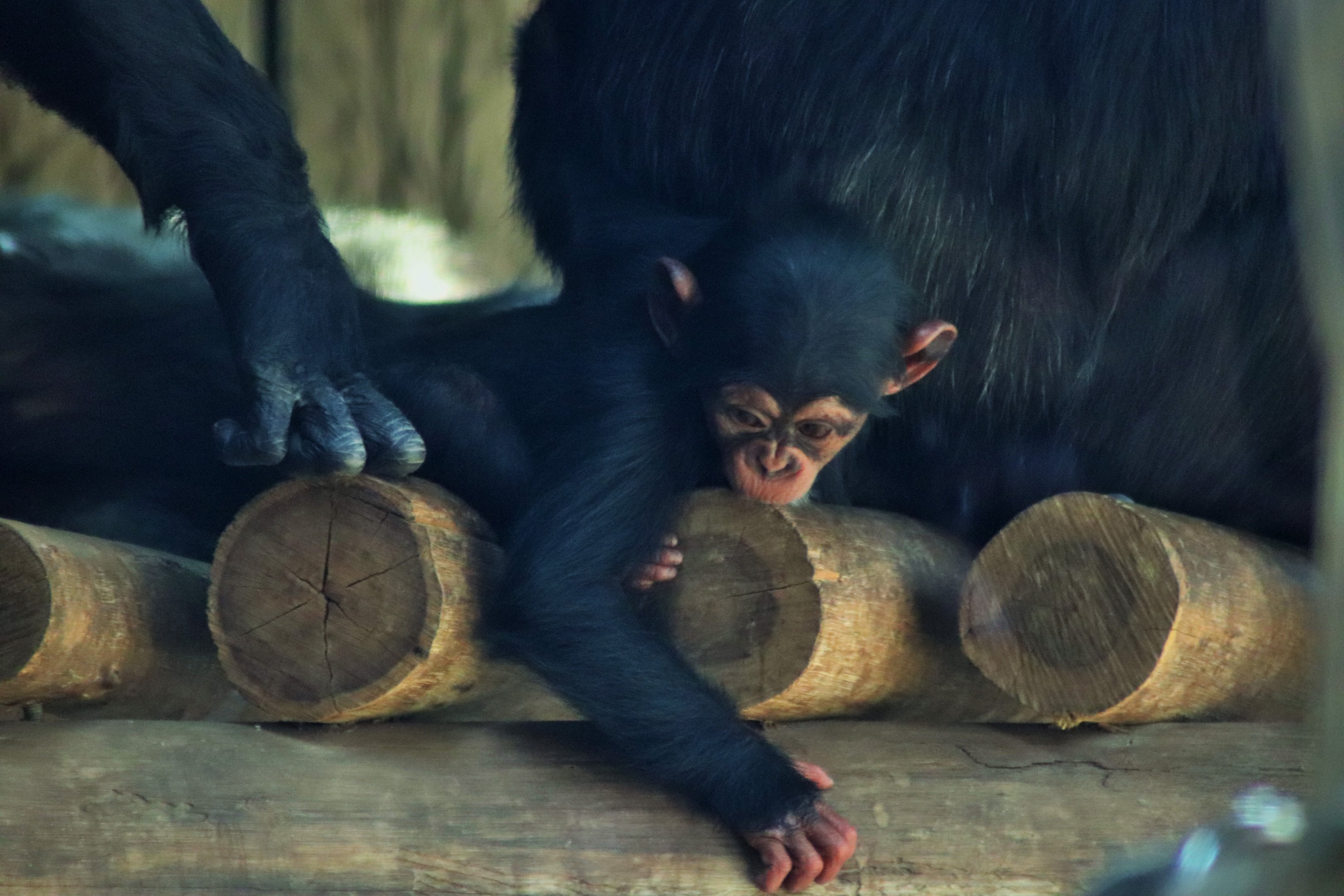 Chimpanzee Infant (Pan troglodytes)