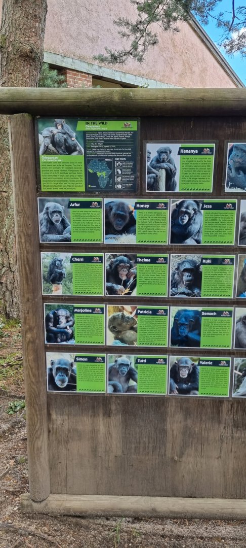 Chimpanzee information